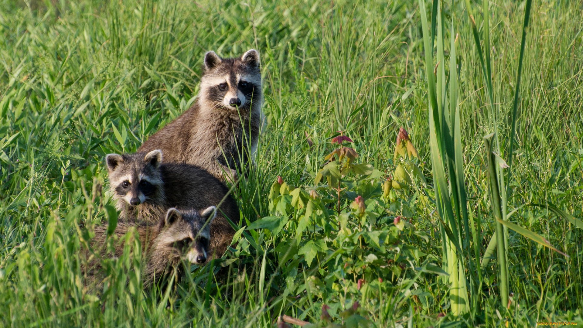 животные, еноты, трава, луг, трио