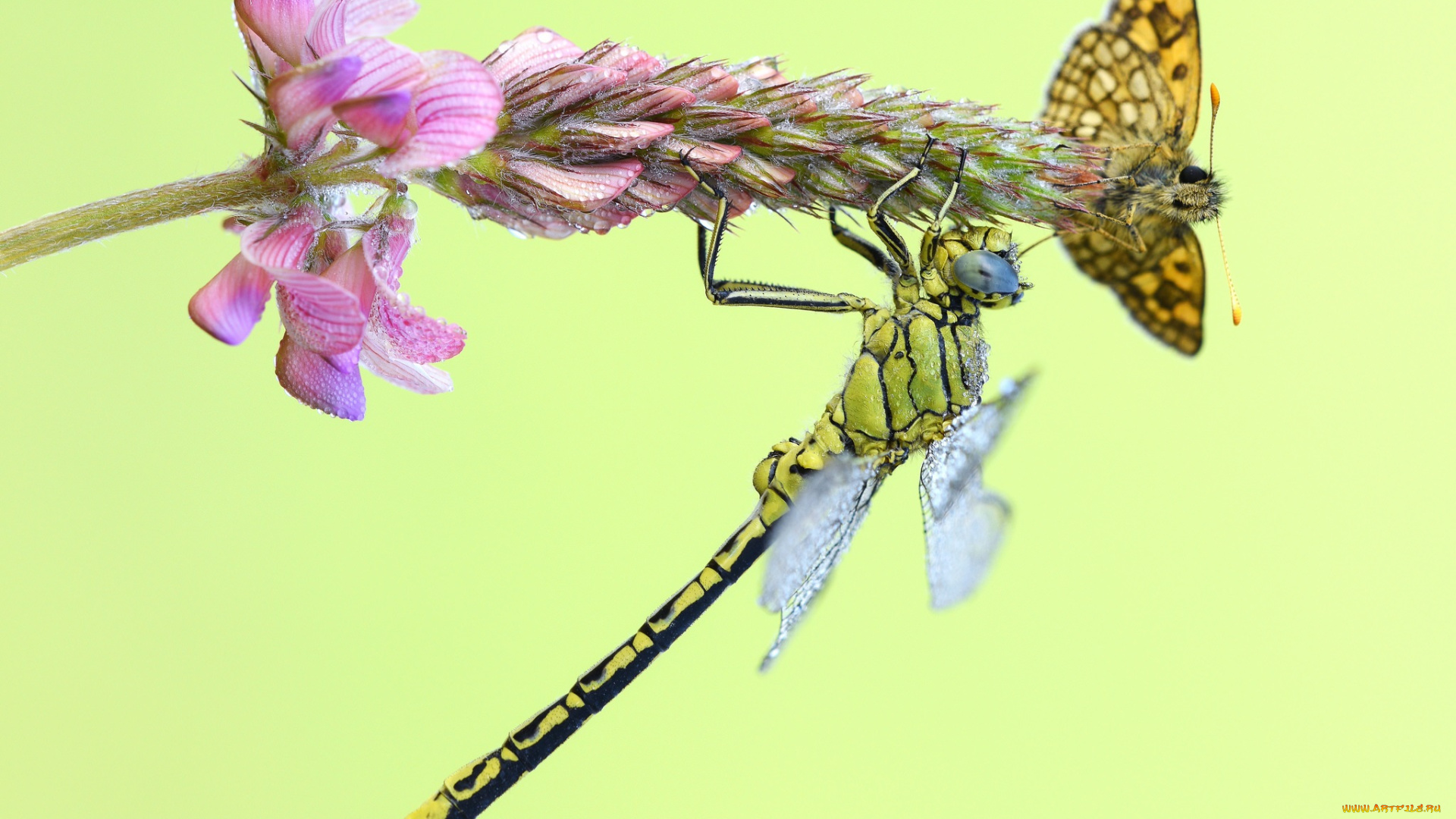 животные, разные, вместе, стрекоза, бабочка, макро, фон