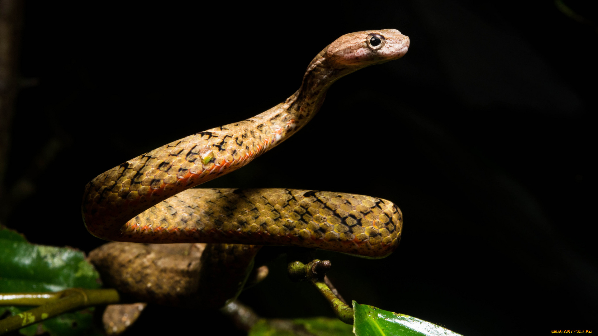 животные, змеи, , питоны, , кобры, змея, ночь, фон, чёрный