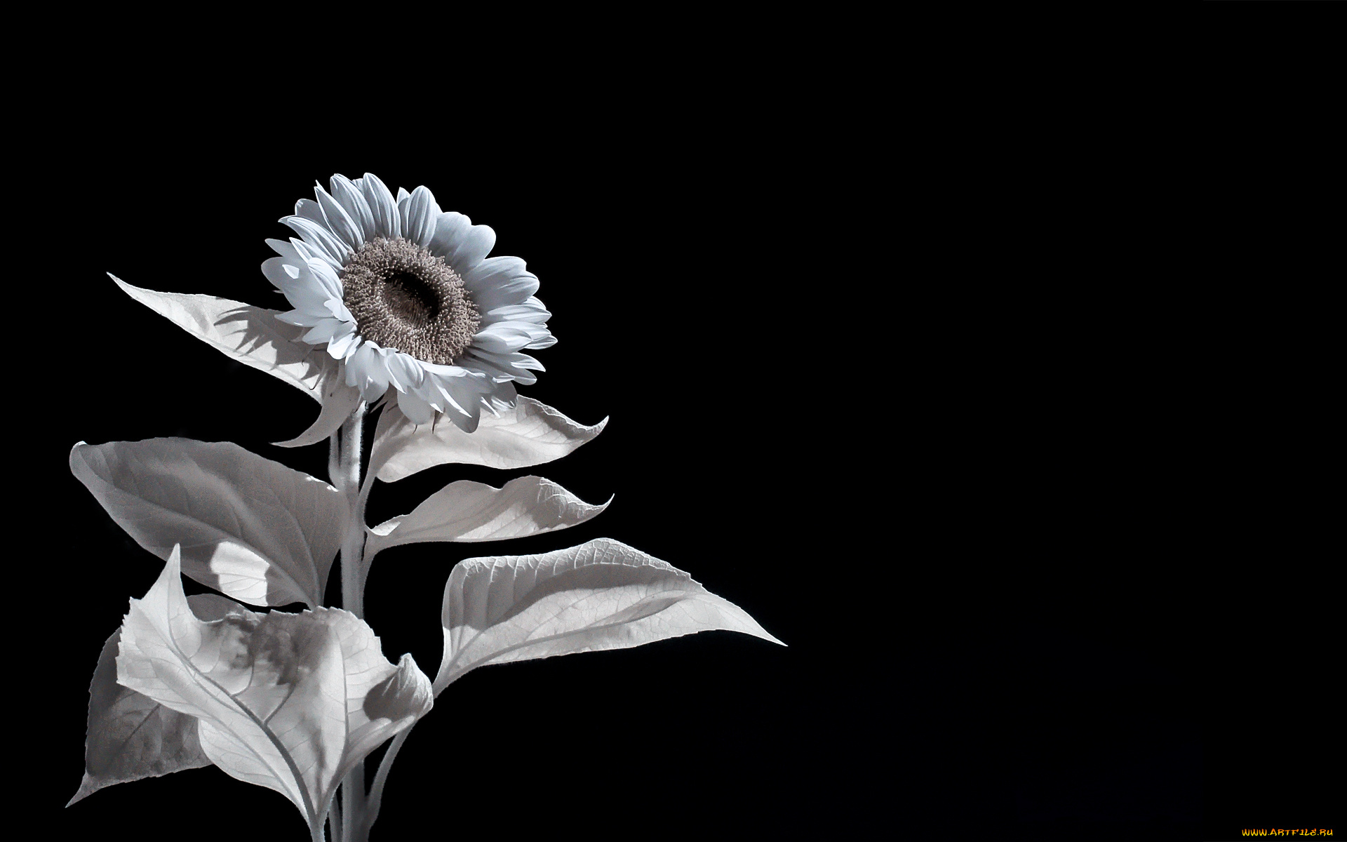 разное, компьютерный, дизайн, подсолнух