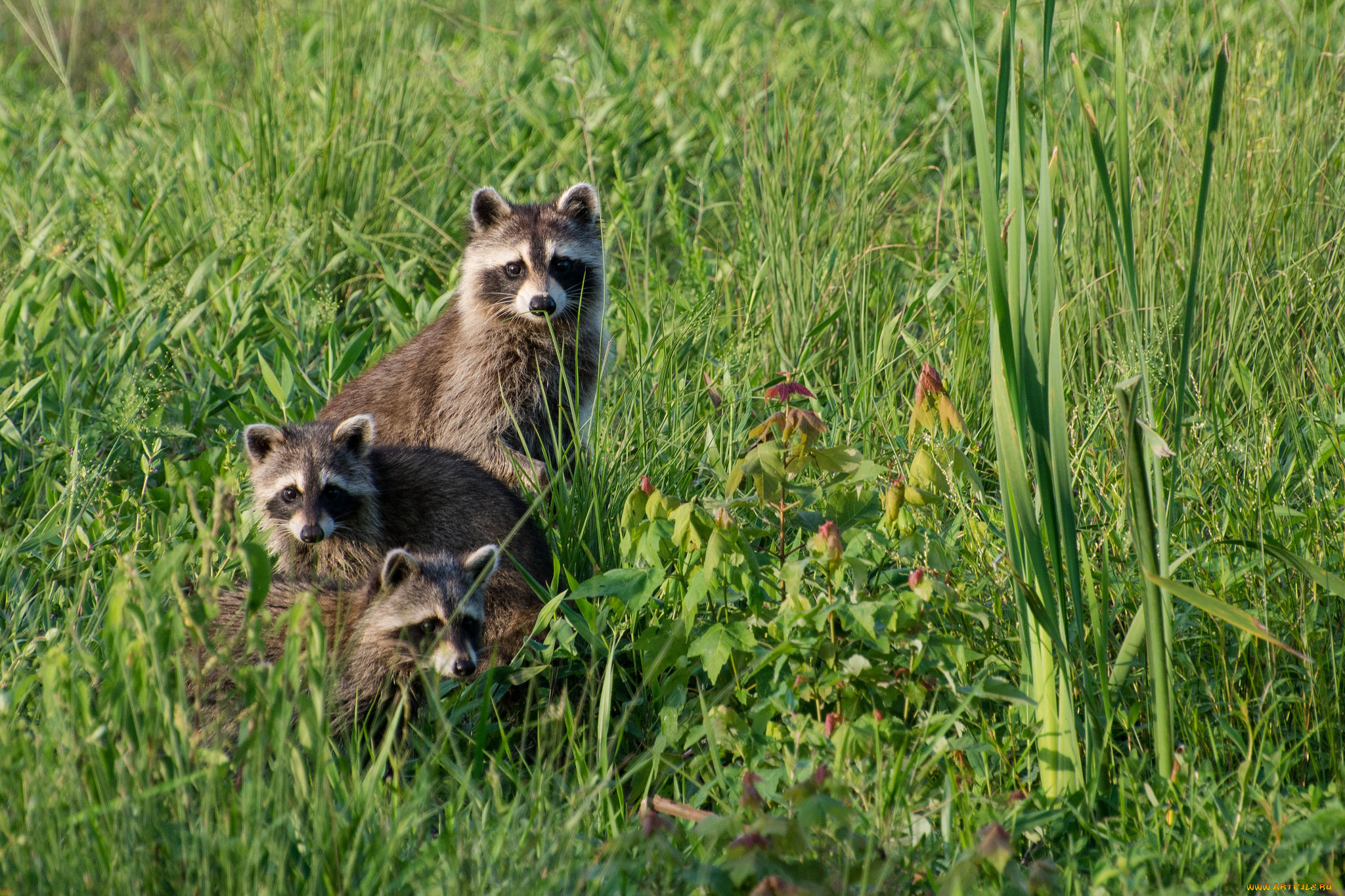 животные, еноты, трава, луг, трио