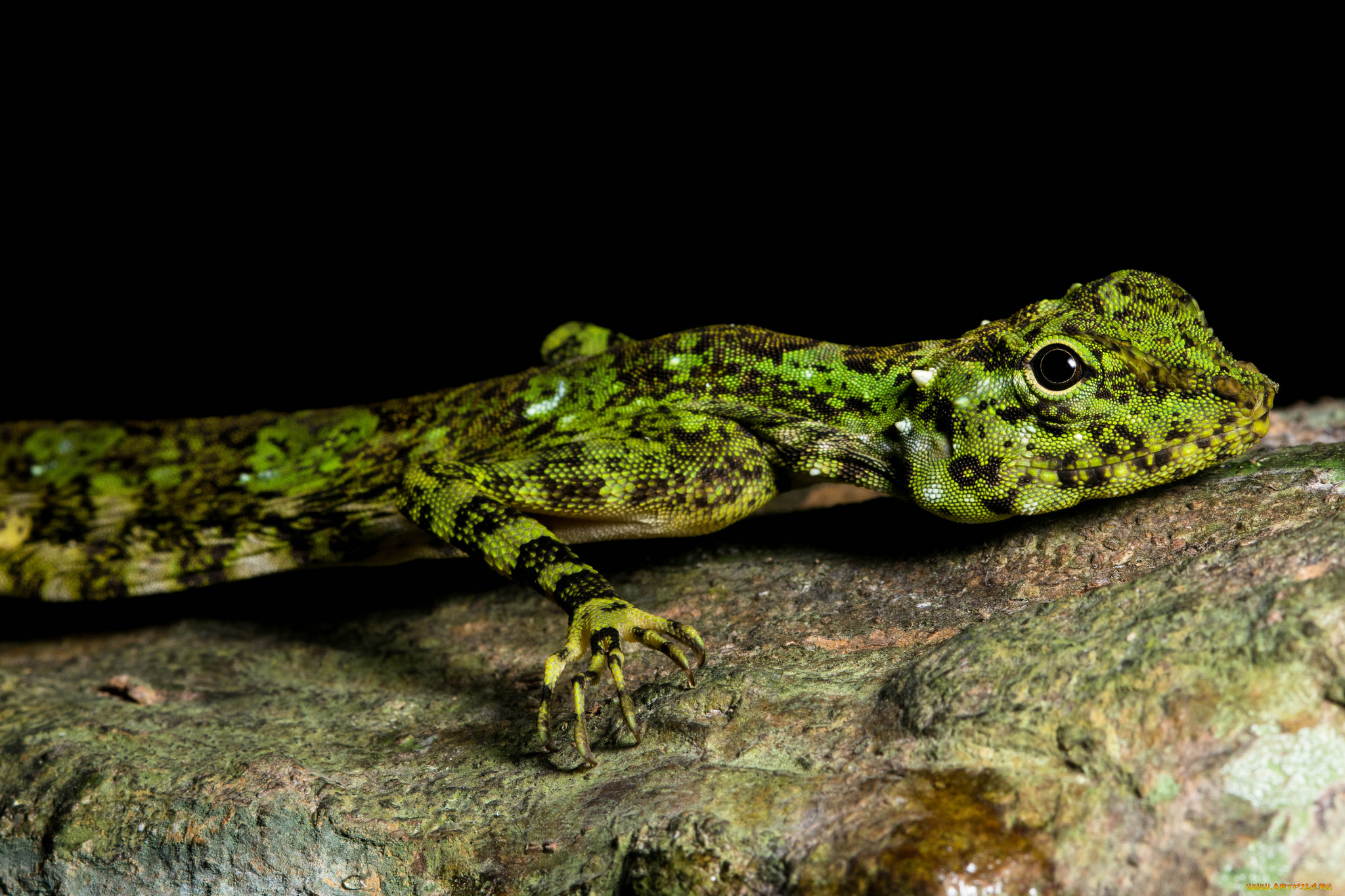 животные, Ящерицы, , игуаны, , вараны, ящерица, чешуя