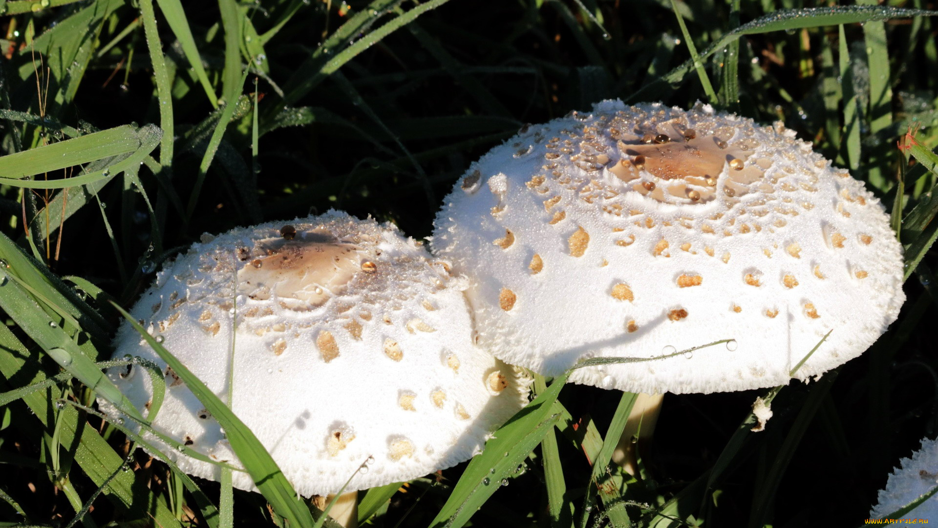 природа, грибы, дуэт, шляпки, трава