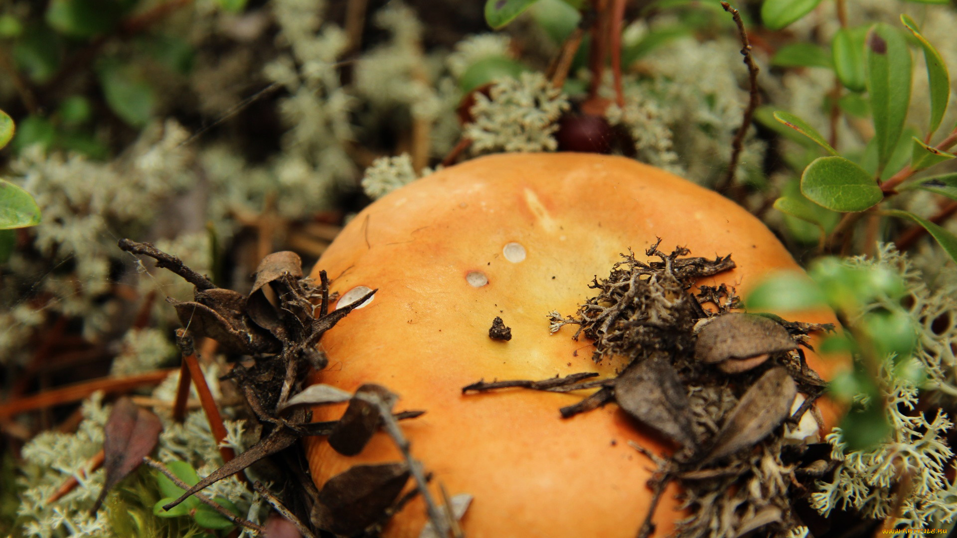 природа, грибы, гриб, мох, шляпка