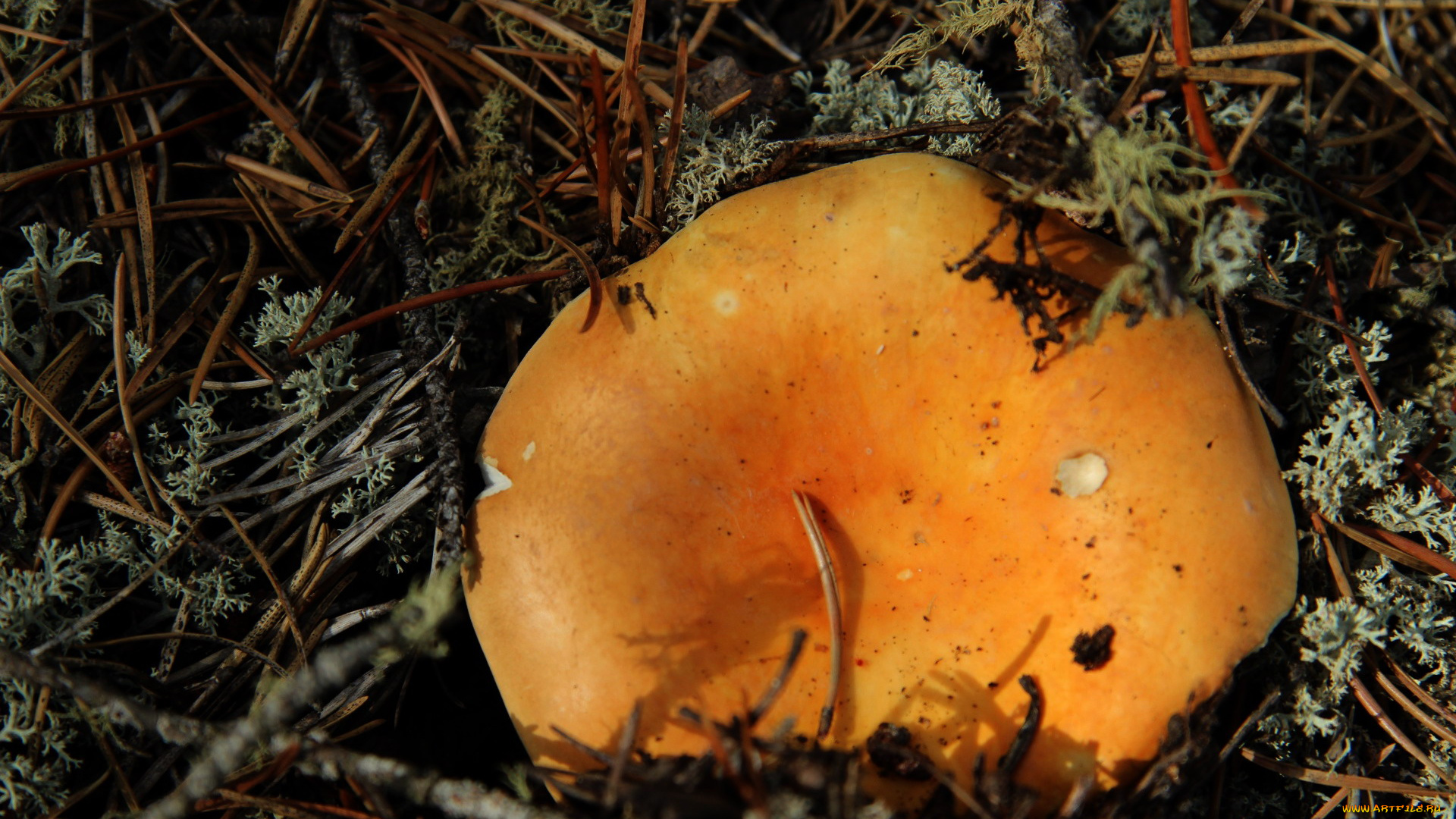 природа, грибы, иголки, мох, гриб, шляпка