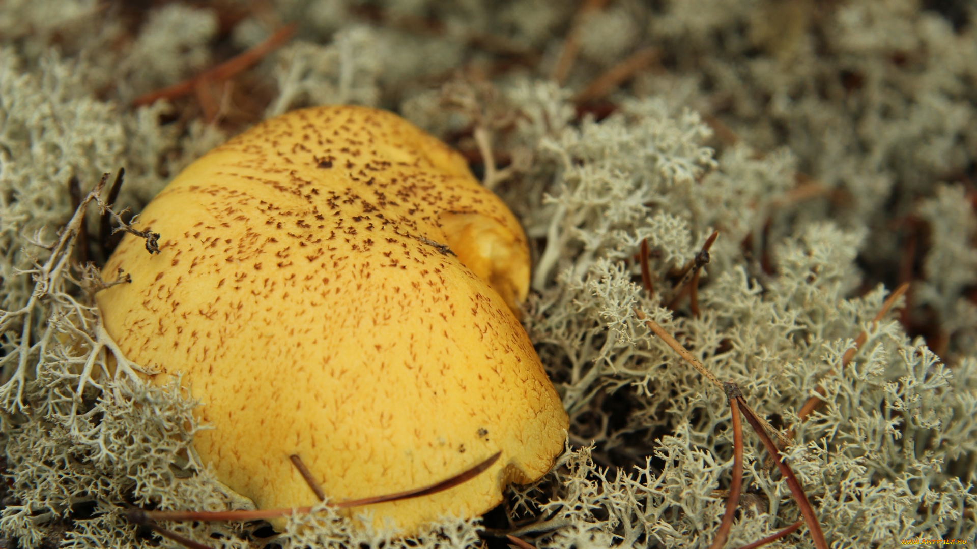 природа, грибы, иголки, шляпка, гриб, мох