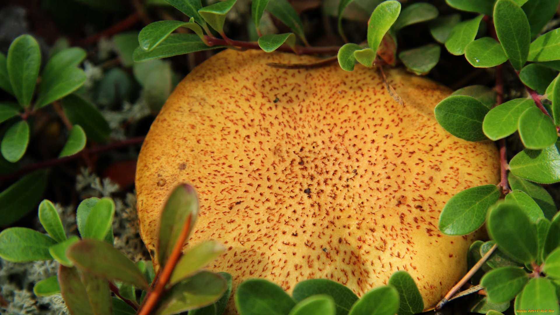 природа, грибы, шляпка, гриб