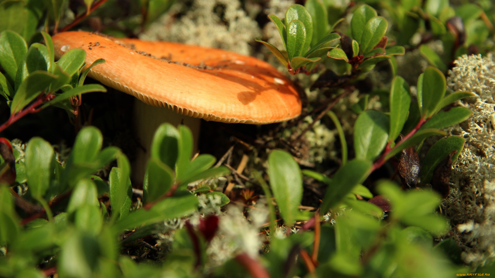 природа, грибы, сыроежка