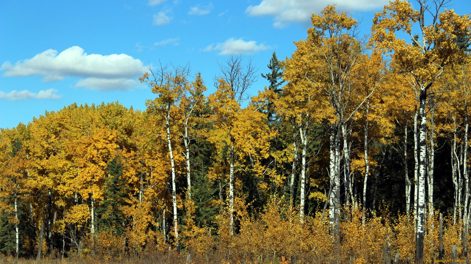 природа, лес, осень