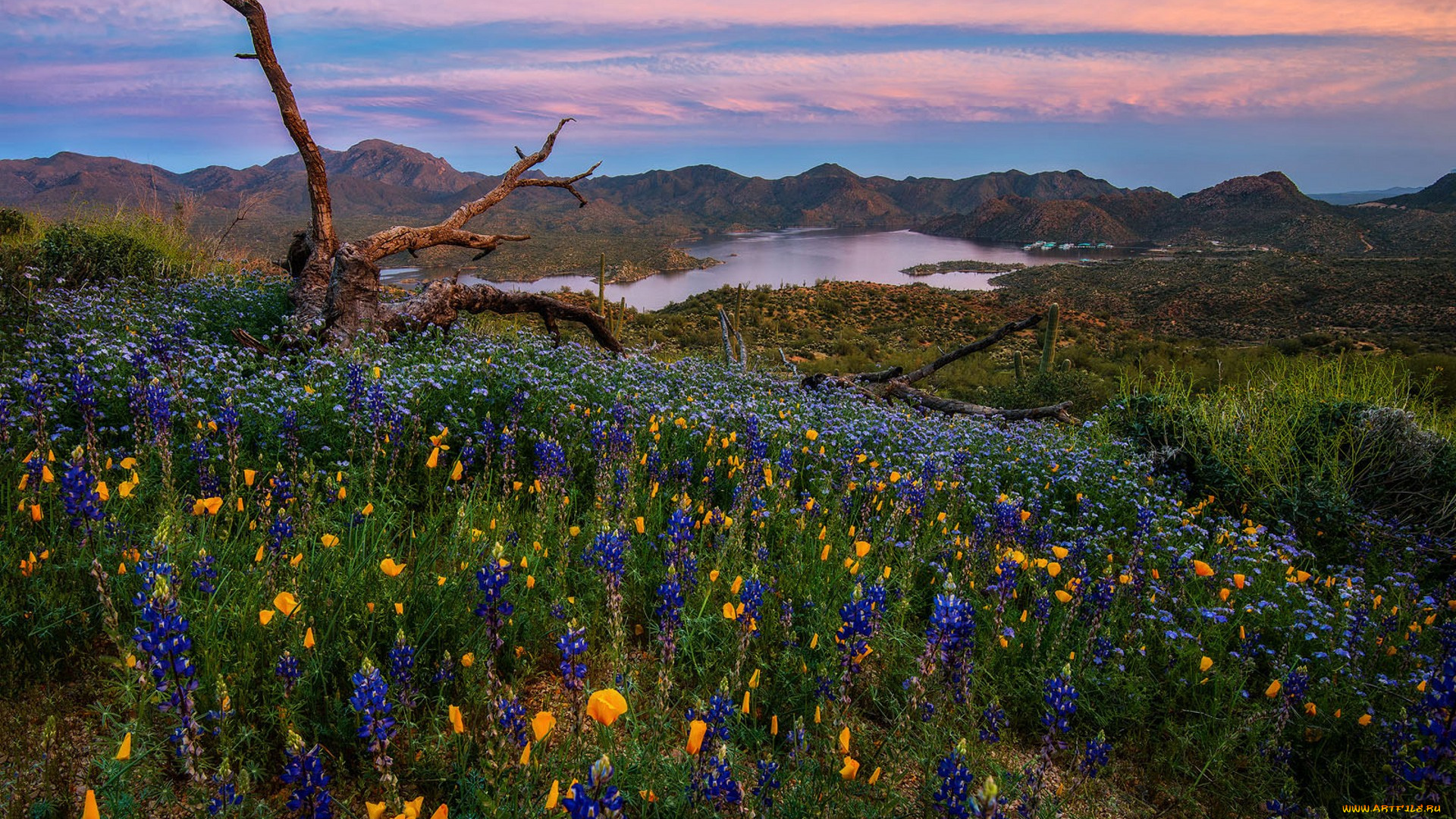 природа, луга, простор