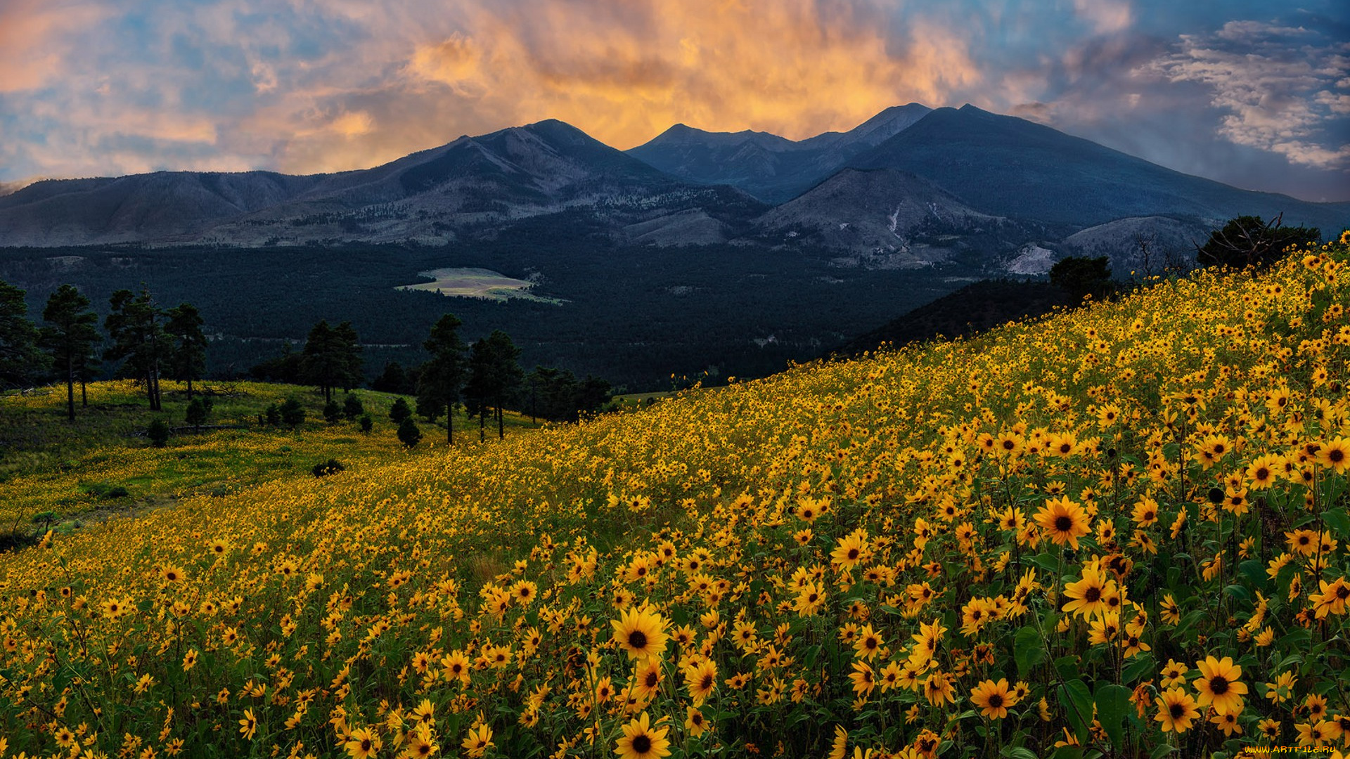 природа, луга, простор