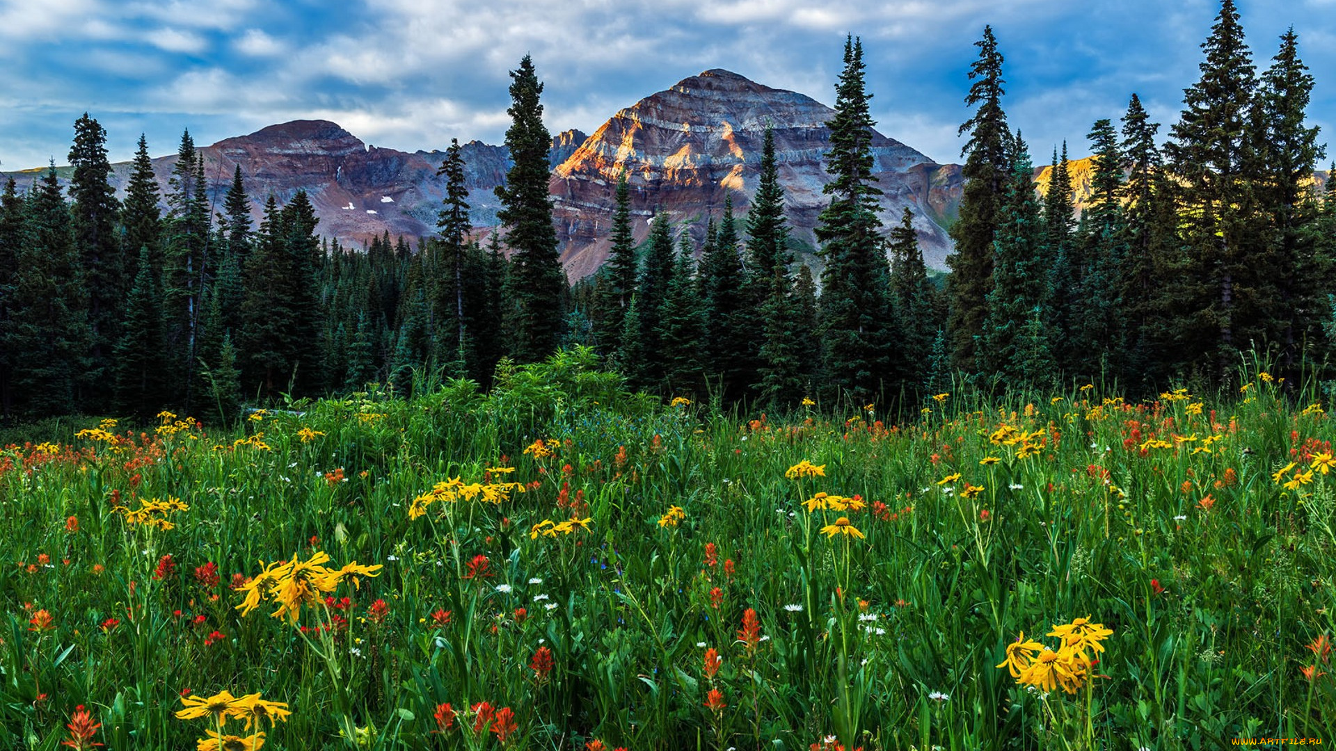 природа, луга, простор