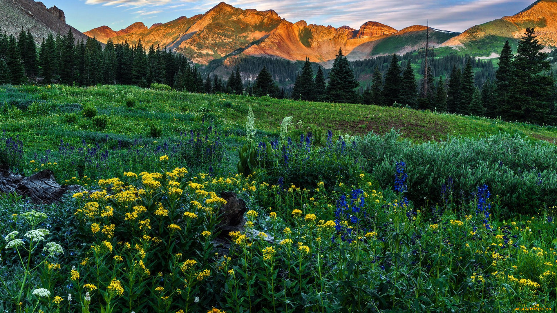 природа, луга, простор