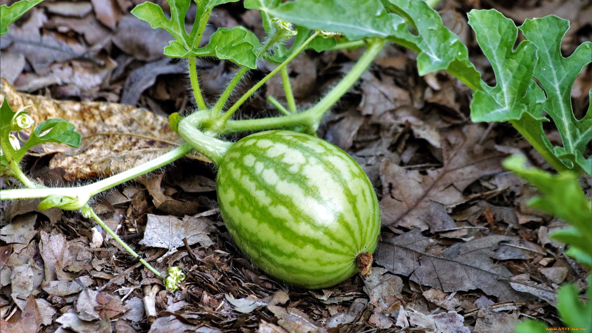 природа, Ягоды, арбуз