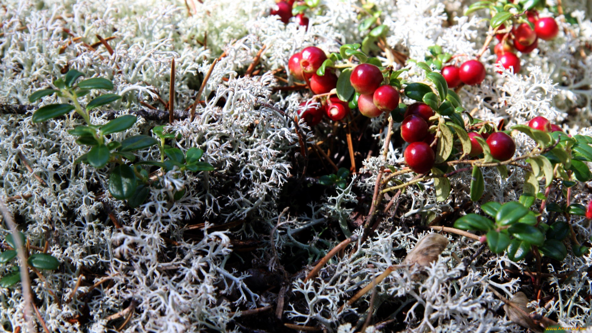 природа, Ягоды, клюква