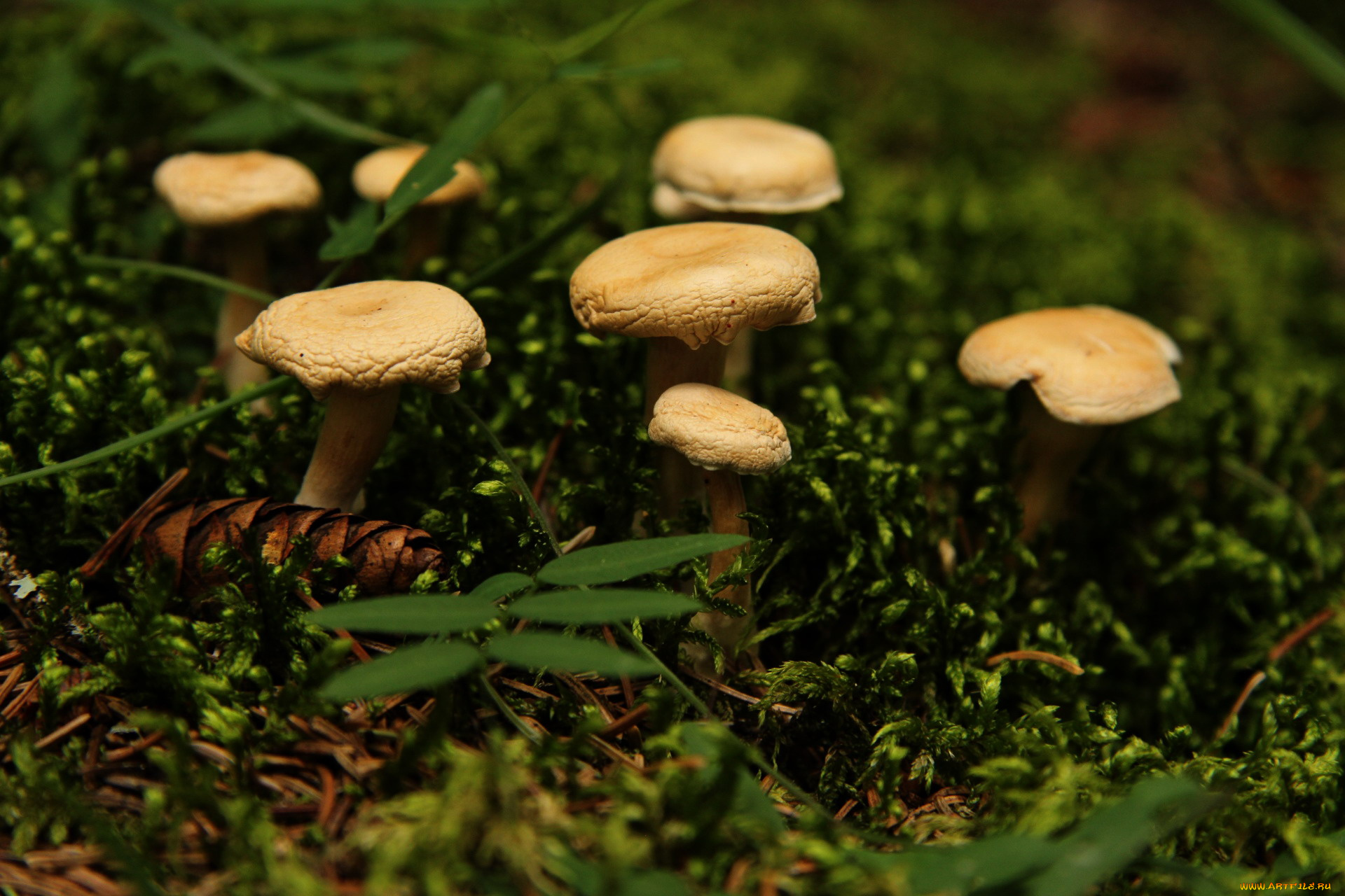 природа, грибы, семейка, грибная