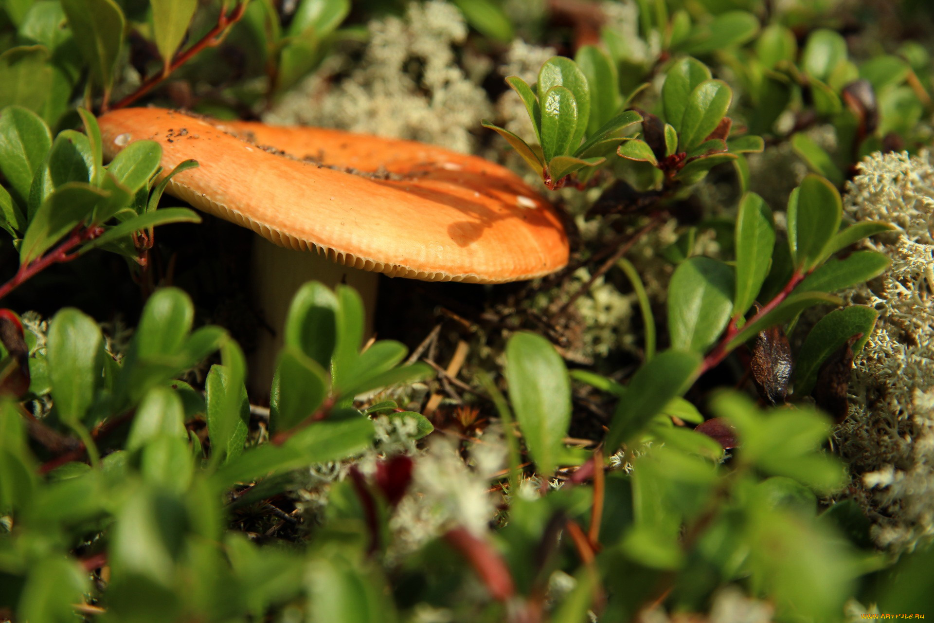 природа, грибы, сыроежка