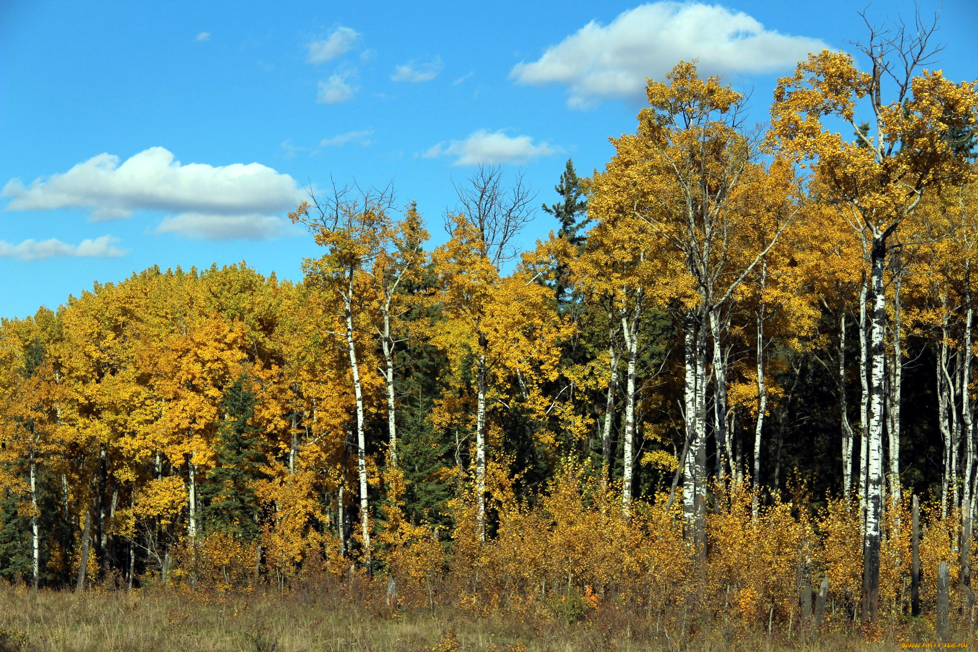 природа, лес, осень