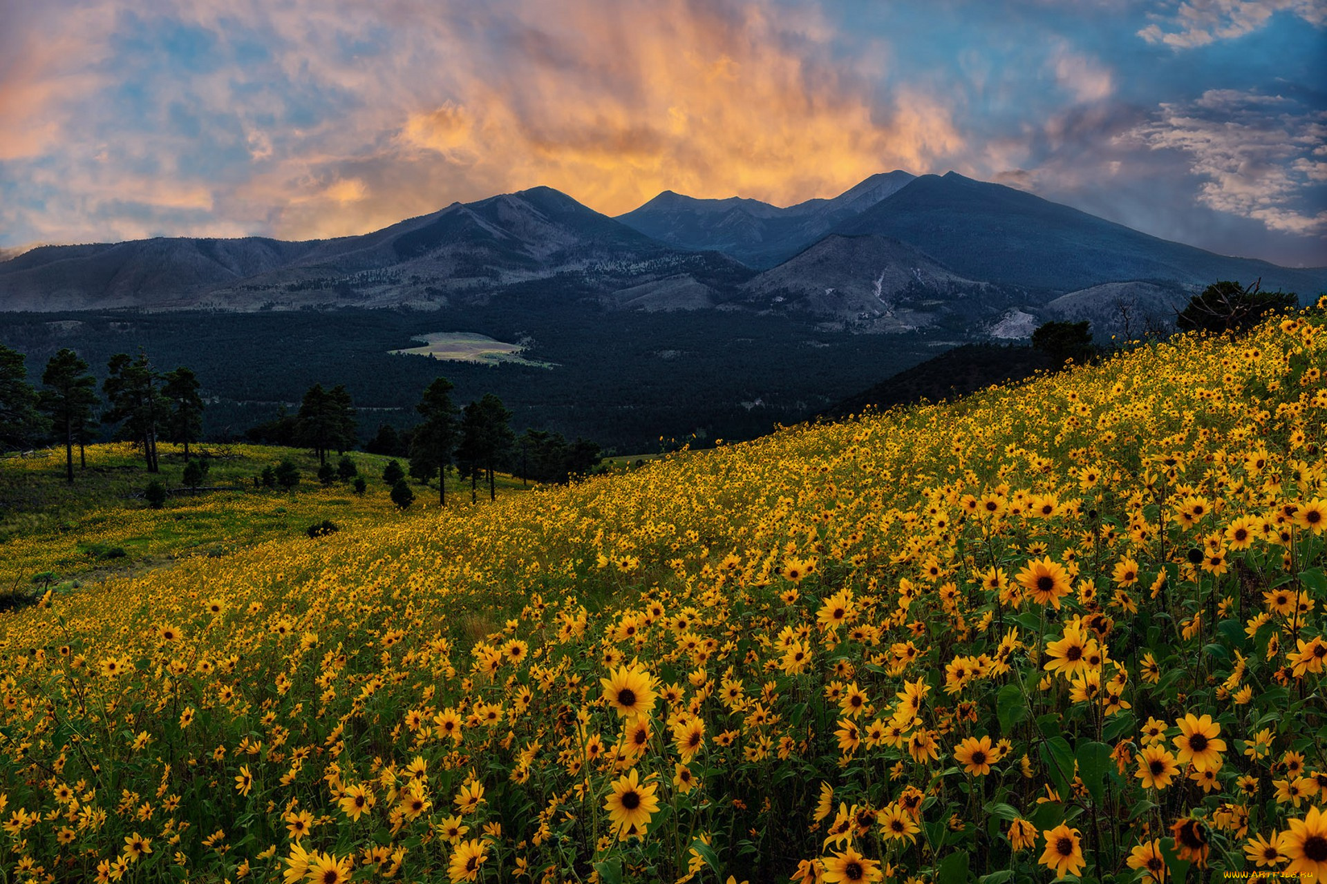 природа, луга, простор