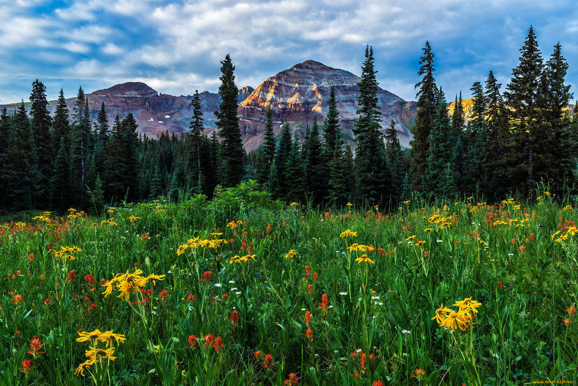 природа, луга, простор