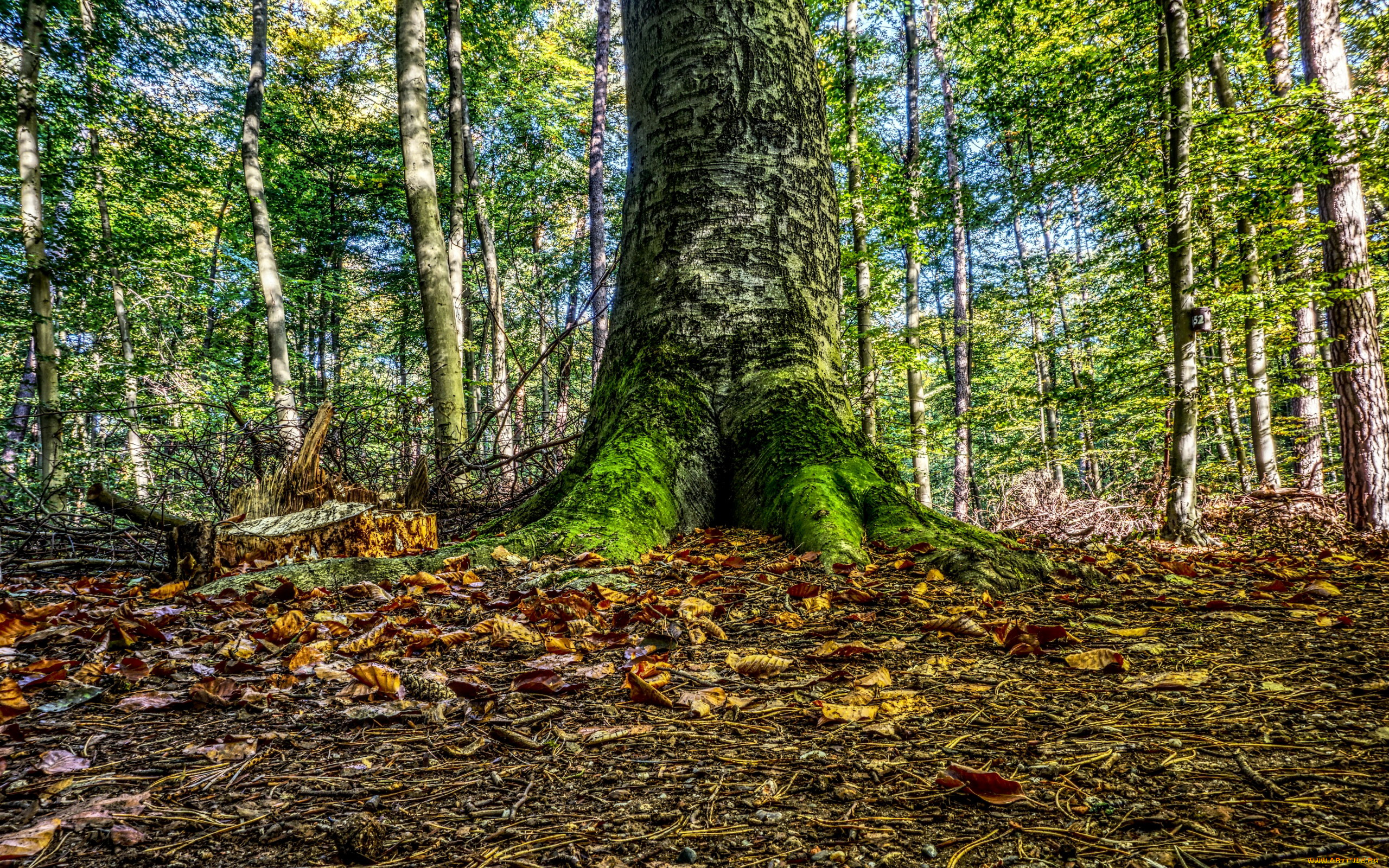 природа, лес, ствол, листья, деревья