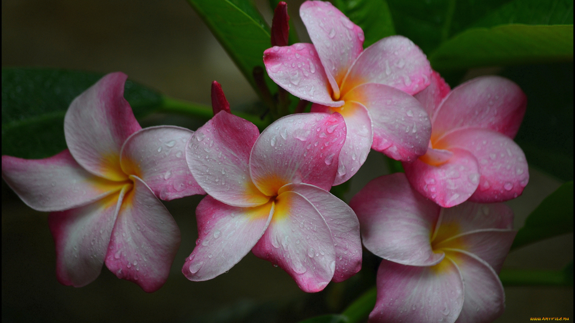 цветы, плюмерия, капли, макро, розовая, лепестки