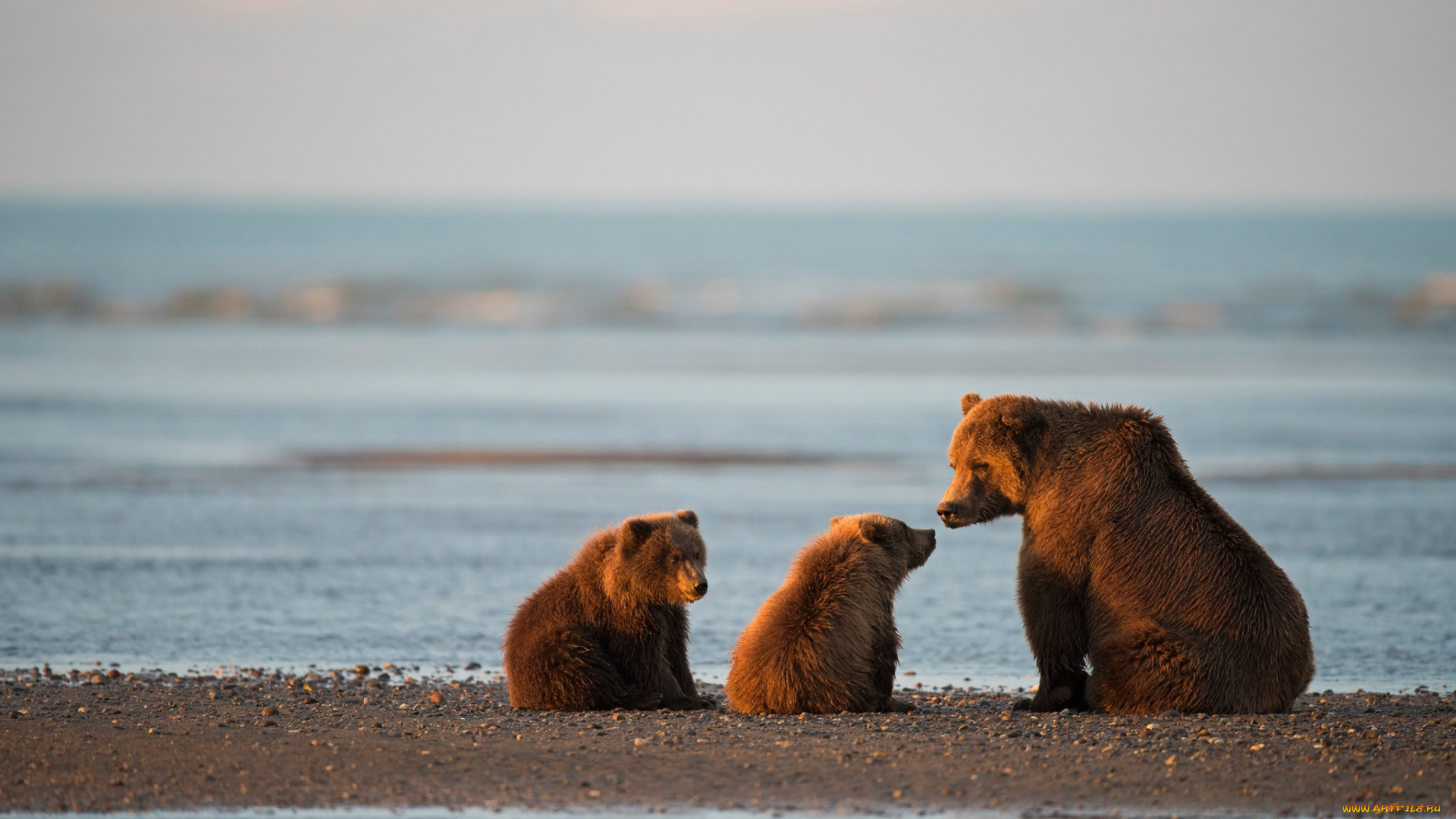 животные, медведи, аляска, медвежата, медведица, детёныши, залив, кука, национальный, парк, и, заповедник, лейк-кларк