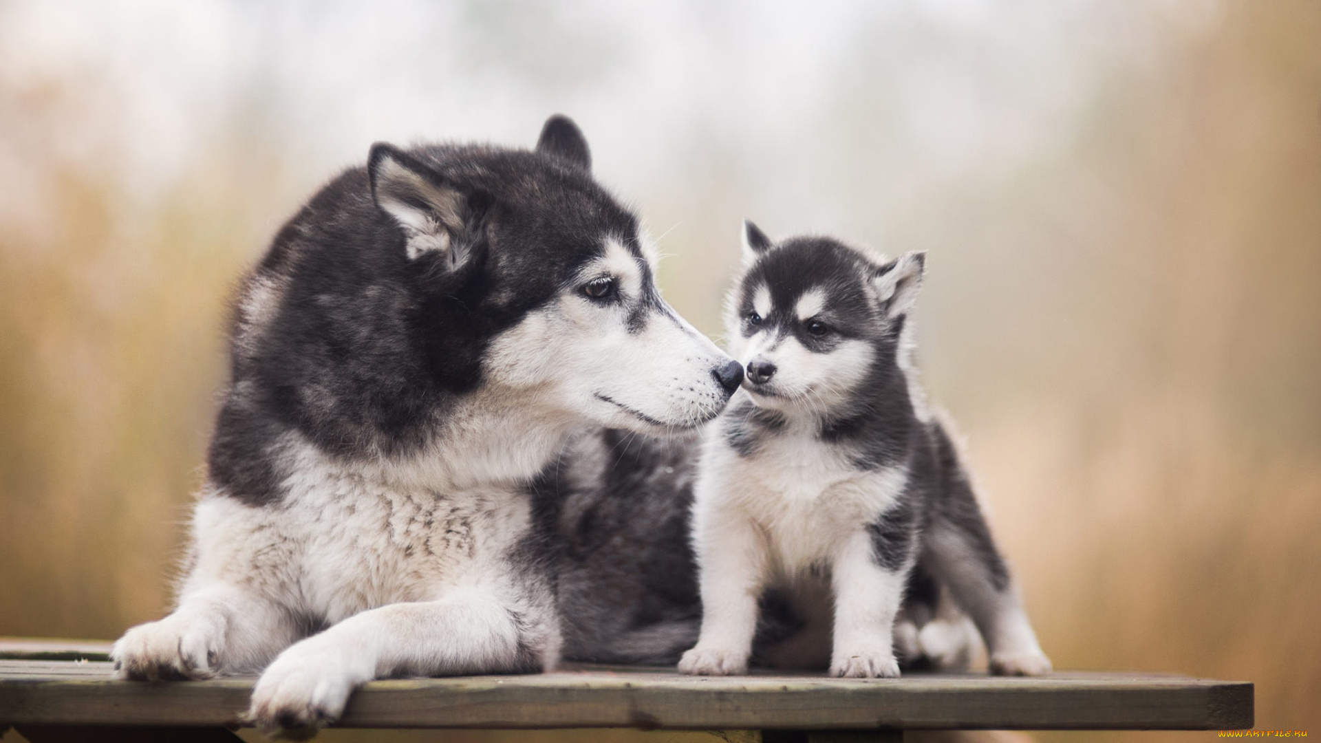 животные, собаки, взгляд, скамейка, поза, фон, две, собака, лапы, малыш, щенок, лежит, доска, серые, светлый, детеныш, мама, хаски, морды, порода, сибирский, красавцы, черные, с, белым