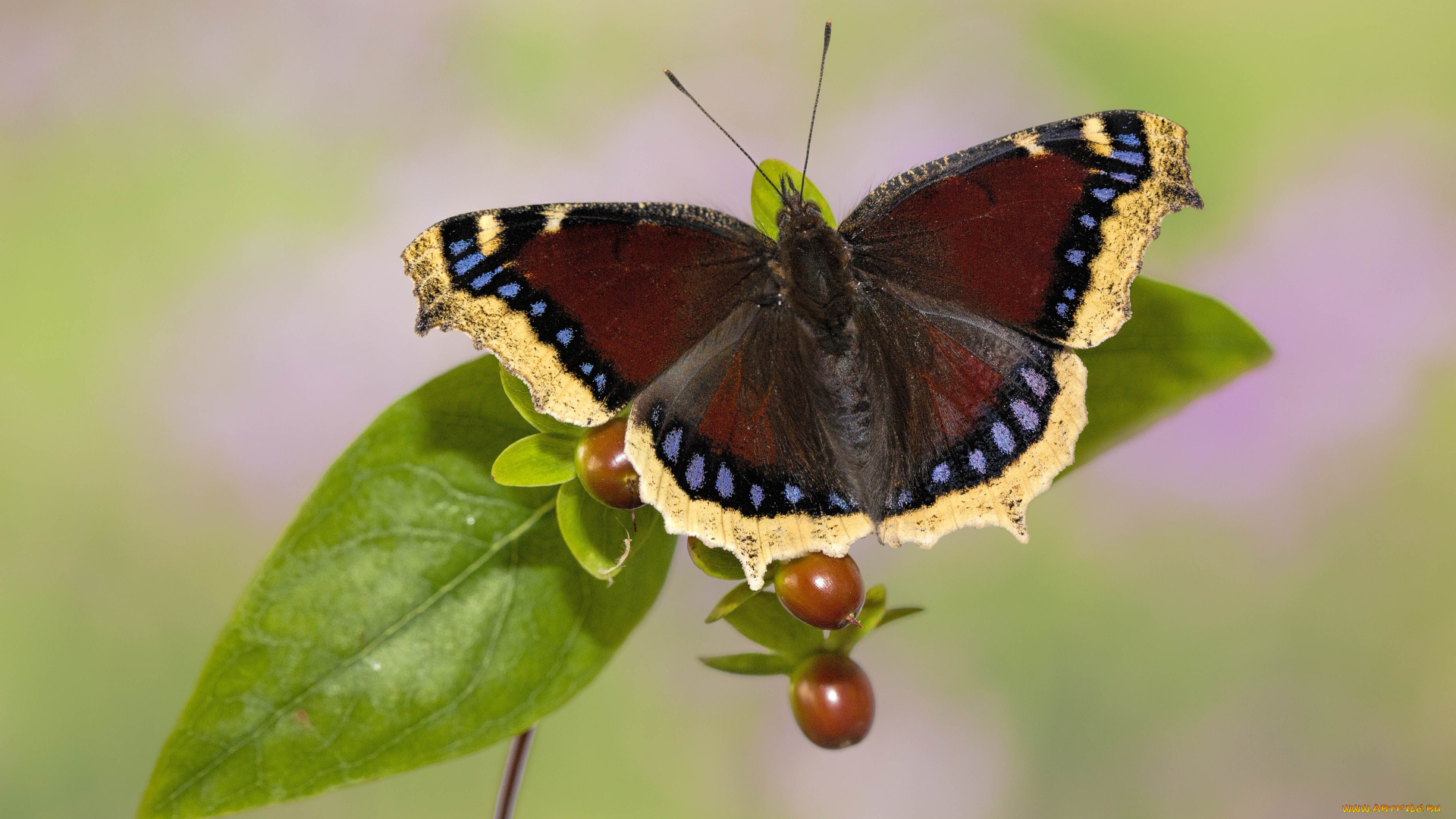 животные, бабочки, , мотыльки, , моли, листья, макро, фон, бабочка, плоды