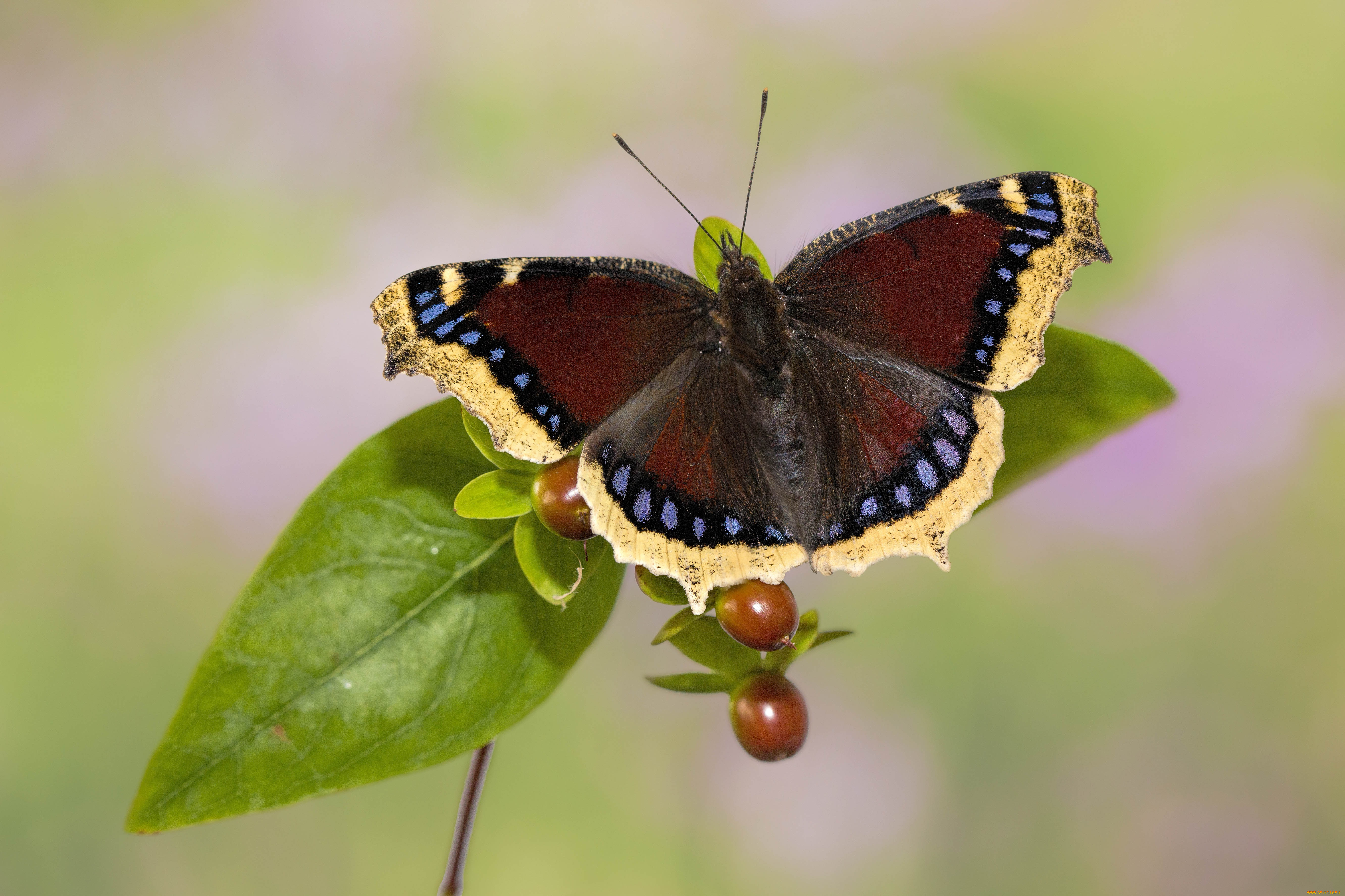 животные, бабочки, , мотыльки, , моли, листья, макро, фон, бабочка, плоды