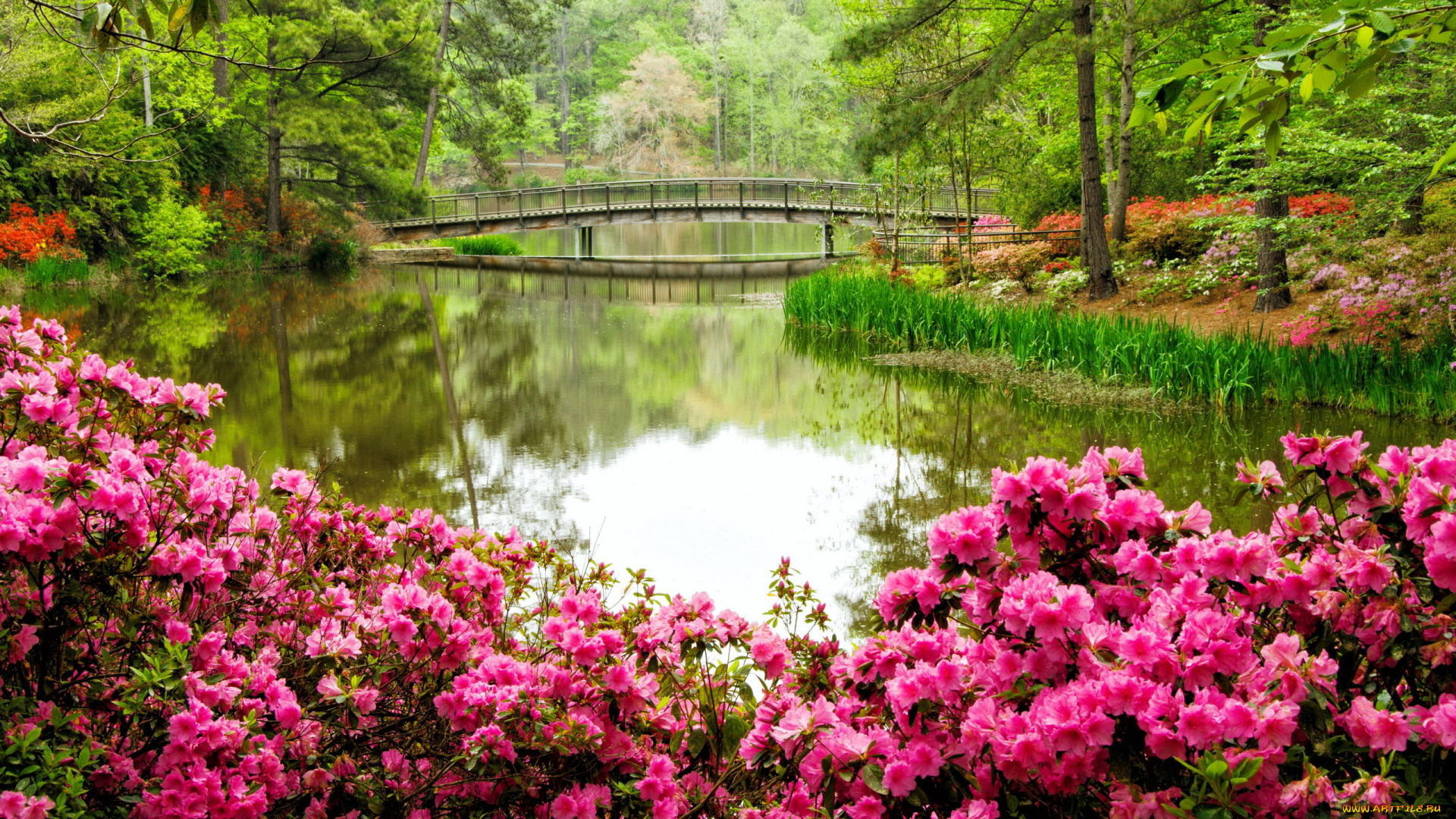 природа, парк, водоем, мостик, весна, цветение