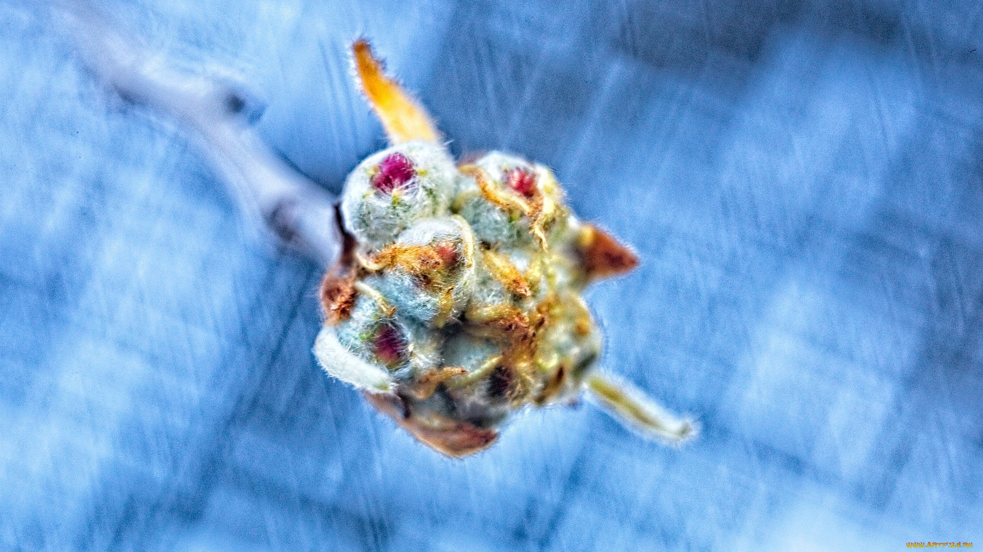 цветы, бутоны