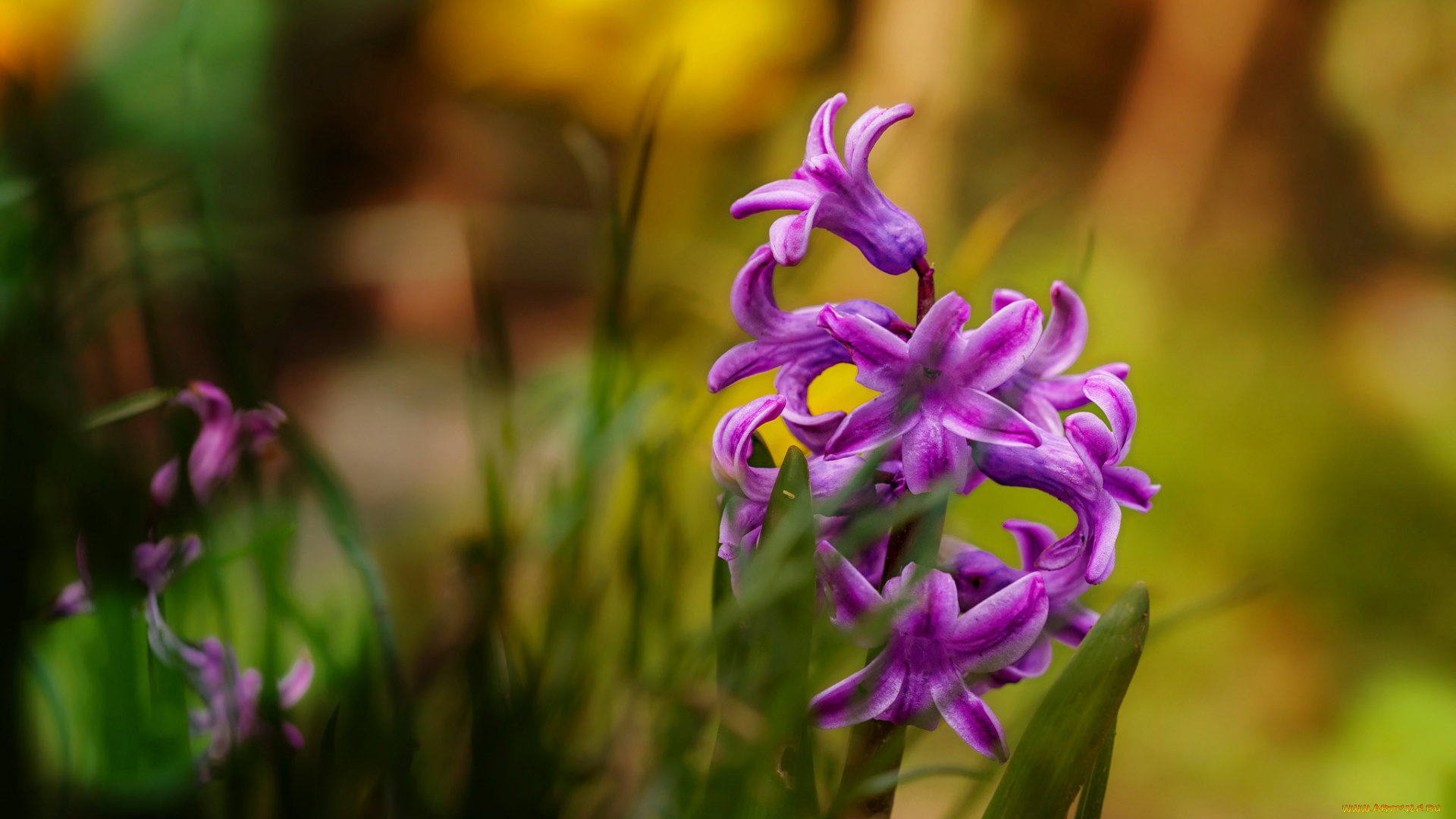 цветы, гиацинты