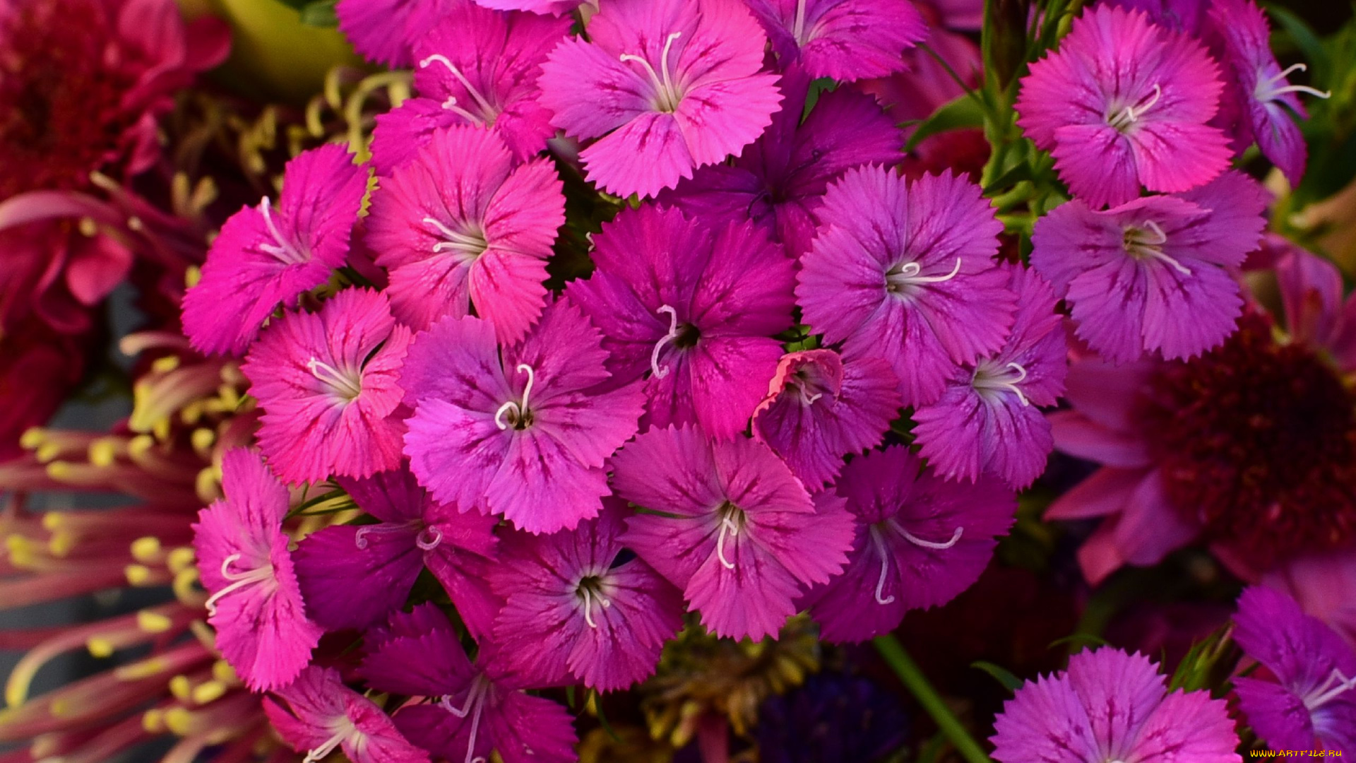 цветы, гвоздики, розовая, гвоздика, шабо