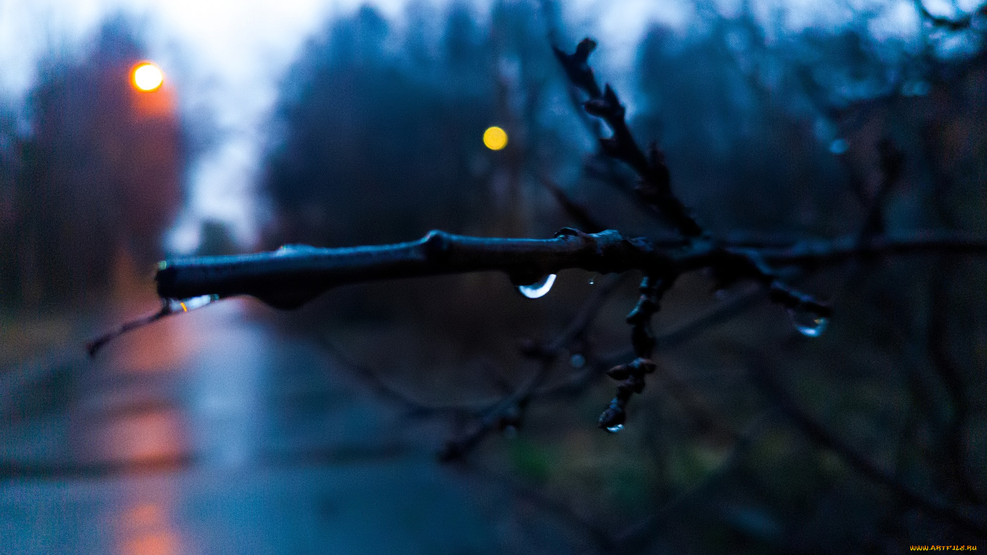 природа, дороги, дорога, деревья, ветка, капля, дождь, осень