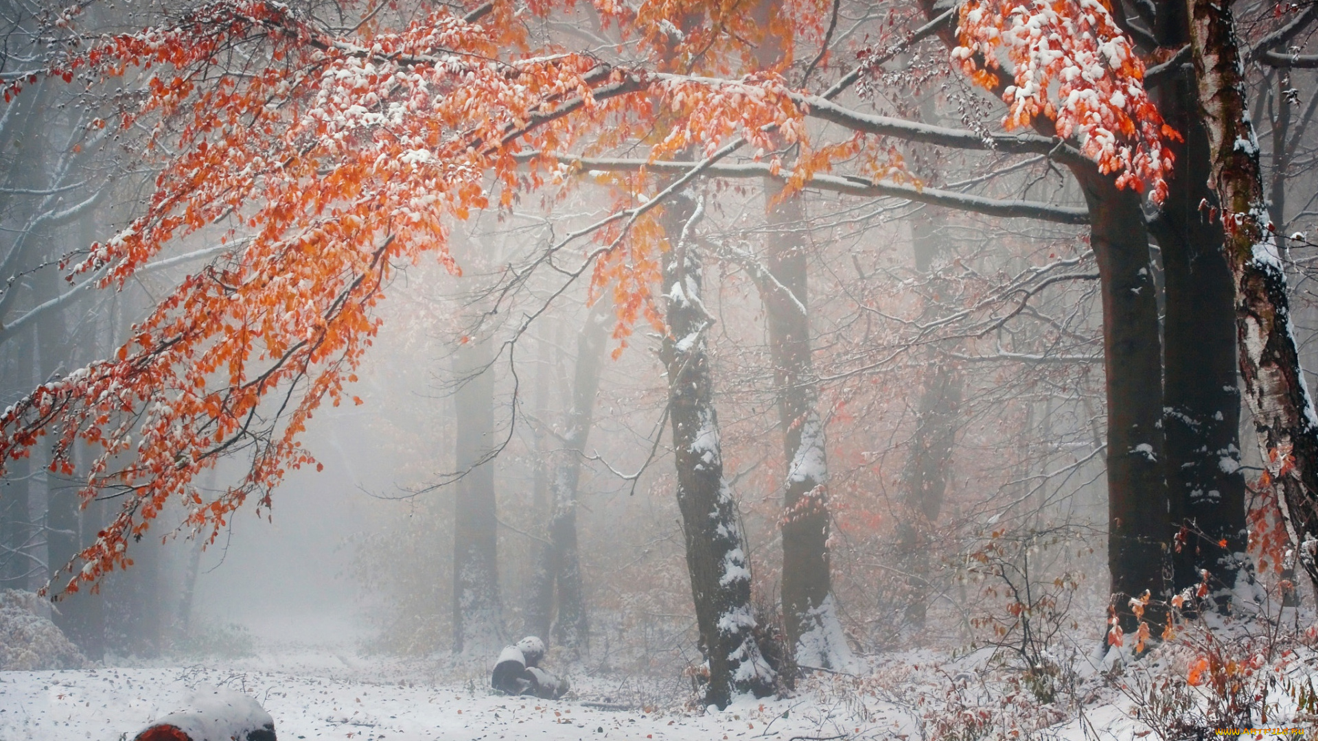 природа, лес, осень