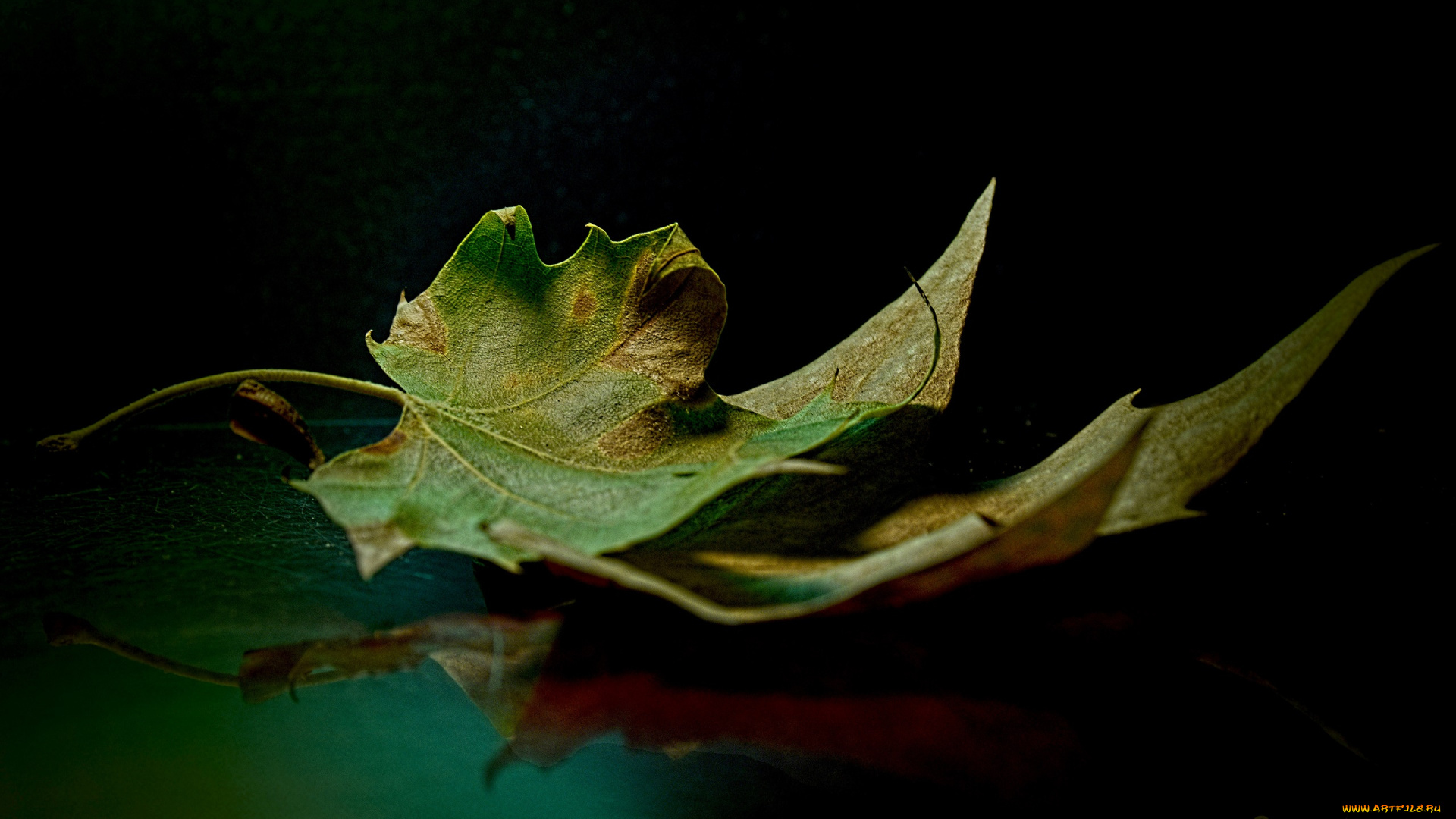 природа, листья, листик