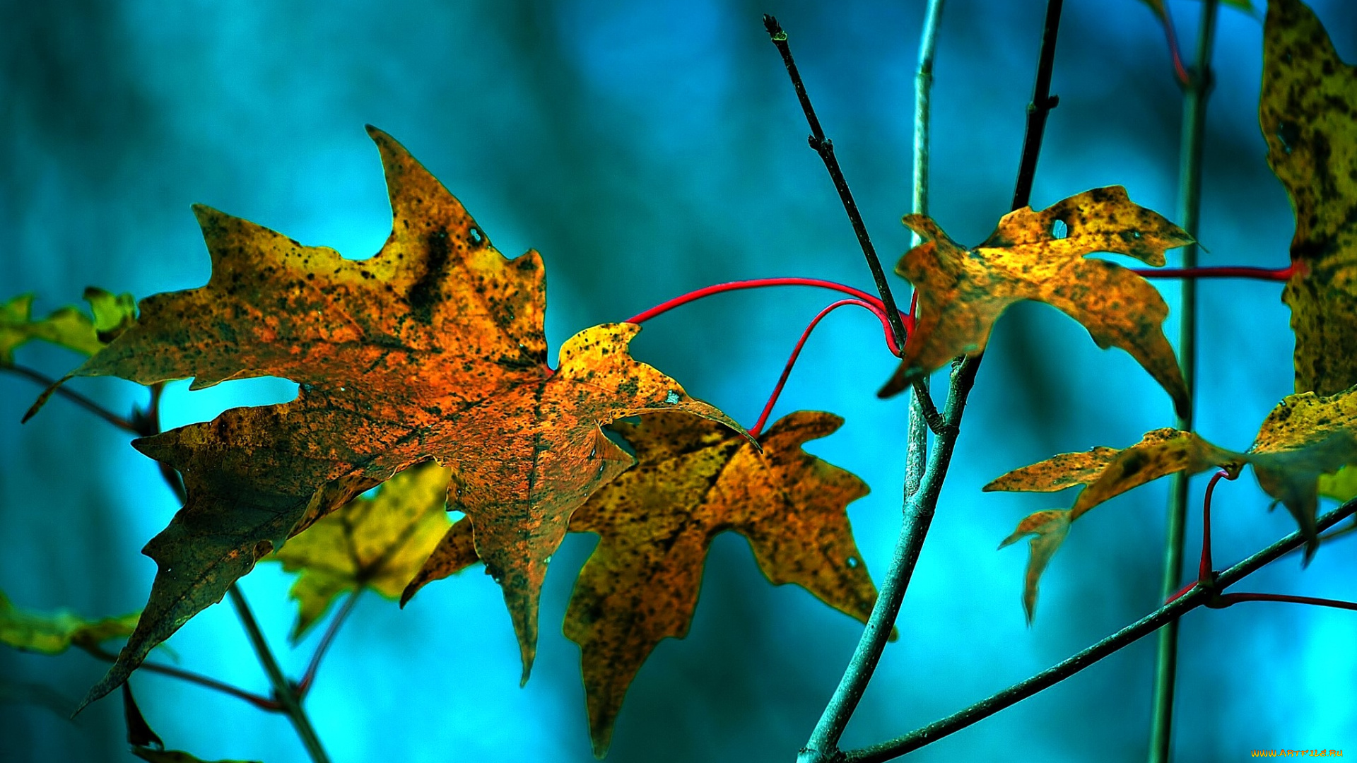 природа, листья, ветки, осень, клен