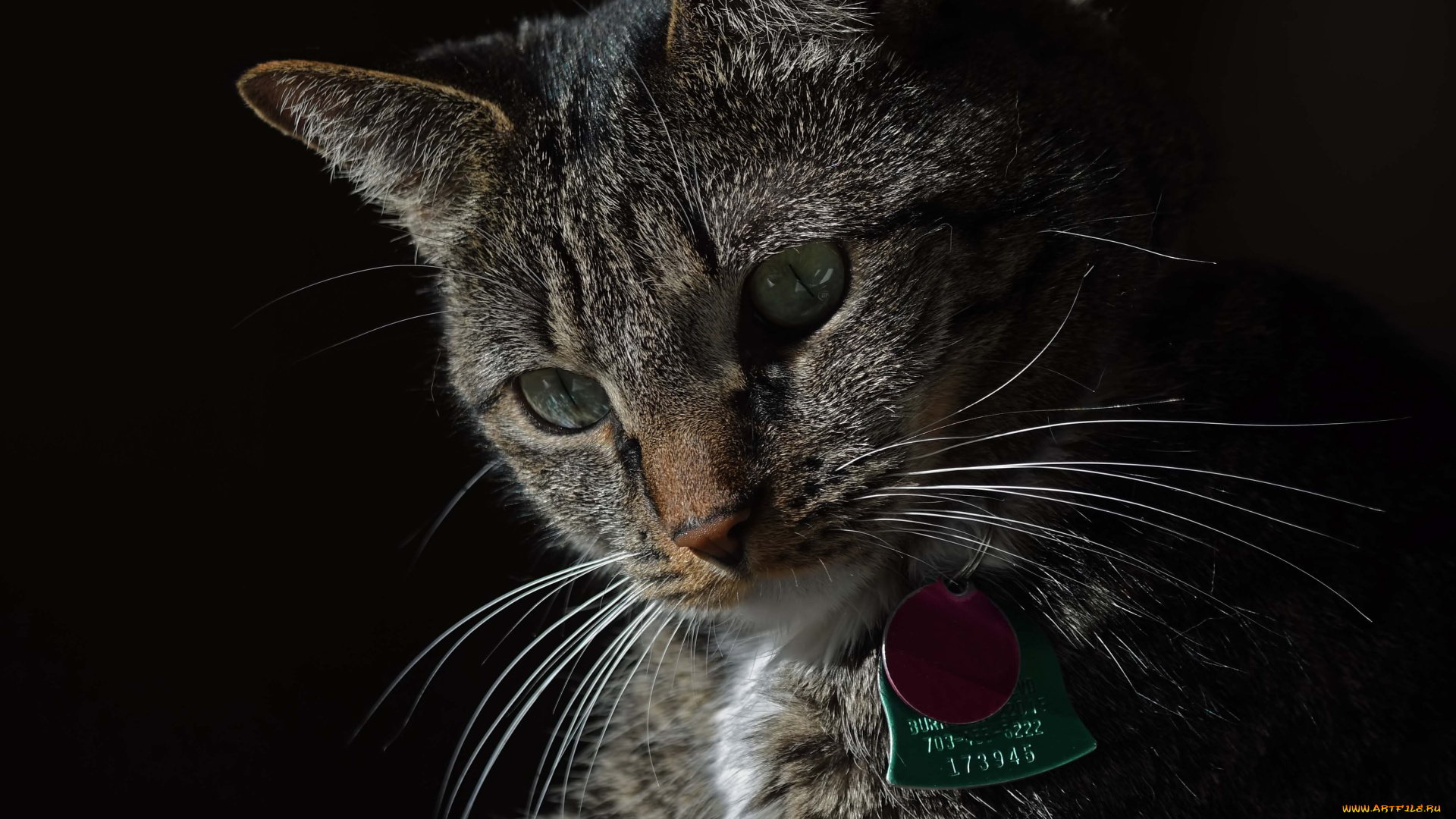 животные, коты, кот, кошка