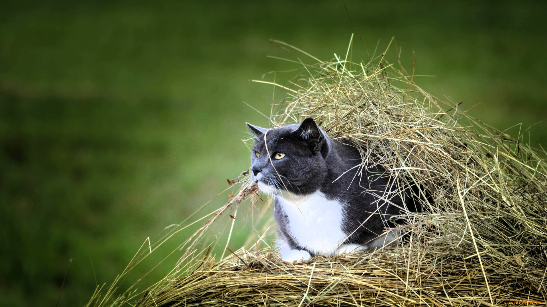 животные, коты, кот, сено