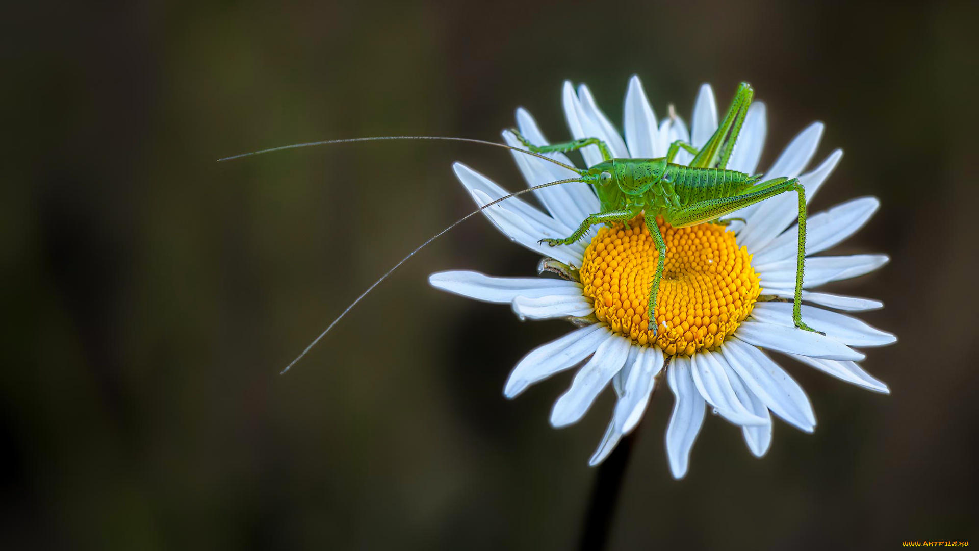 животные, кузнечики, , саранча, кузнечик