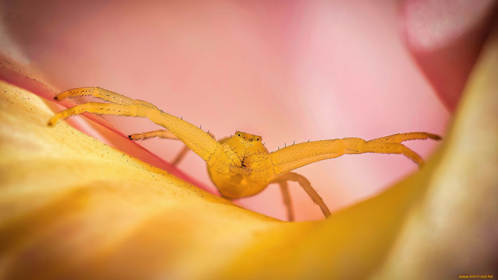 животные, пауки, паук