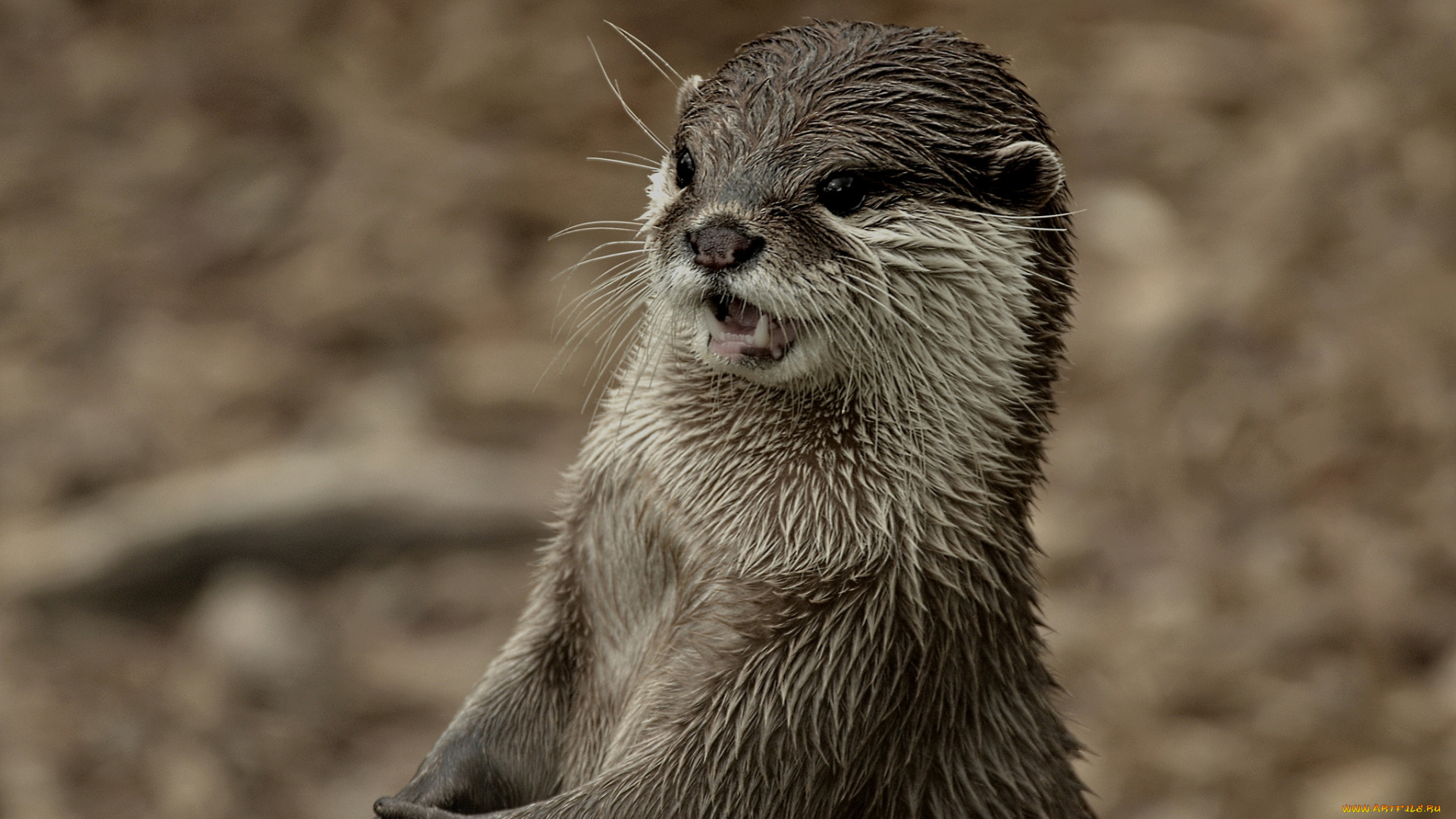 животные, выдры, , каланы, , ондатры, выдра