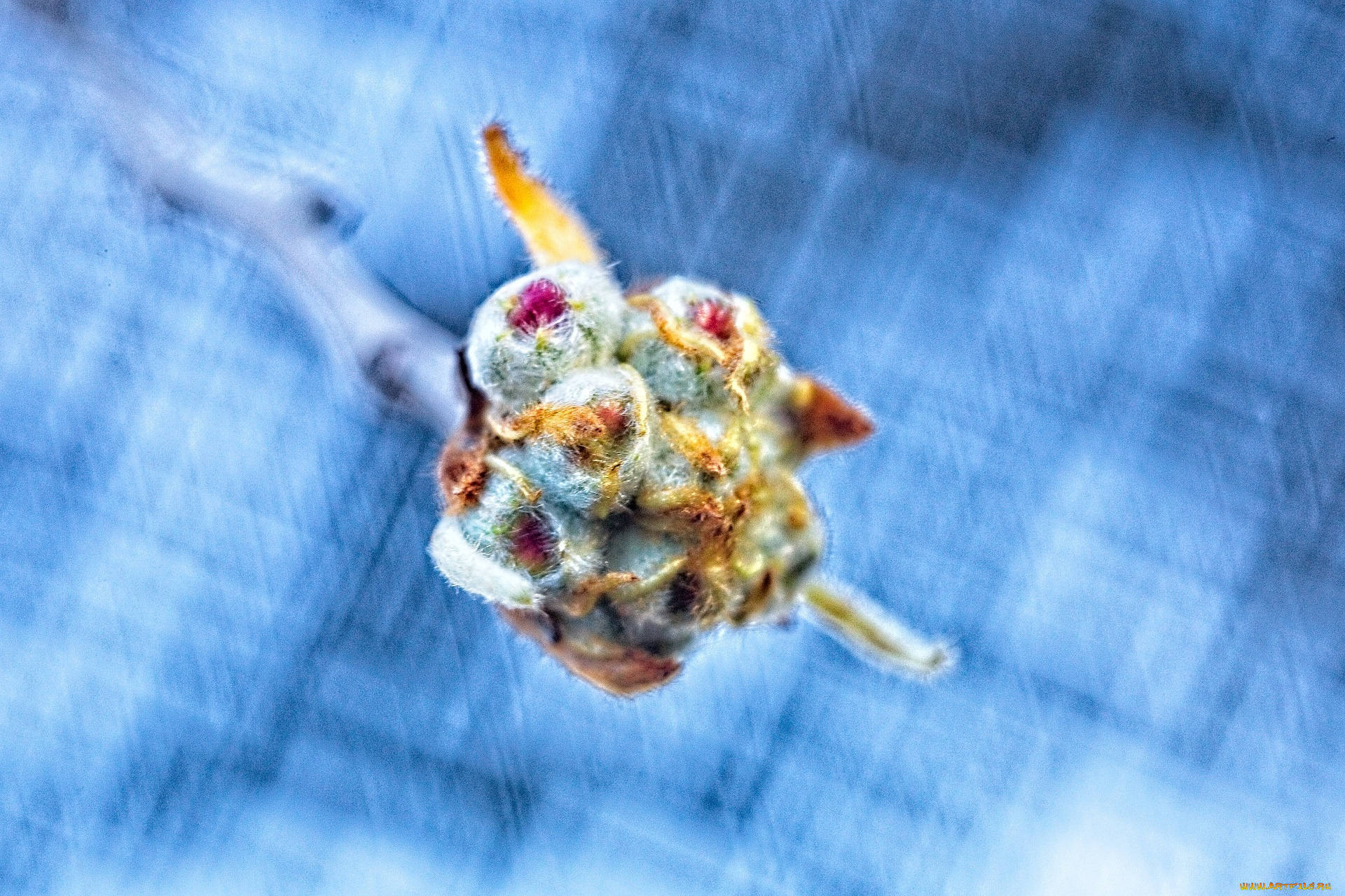 цветы, бутоны