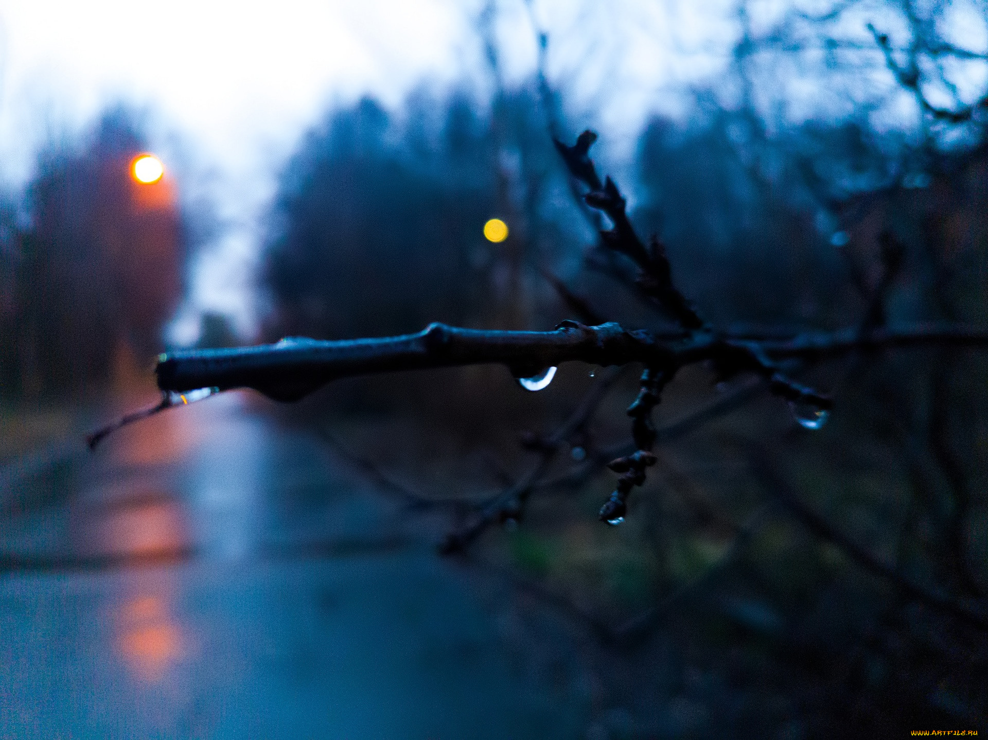 природа, дороги, дорога, деревья, ветка, капля, дождь, осень