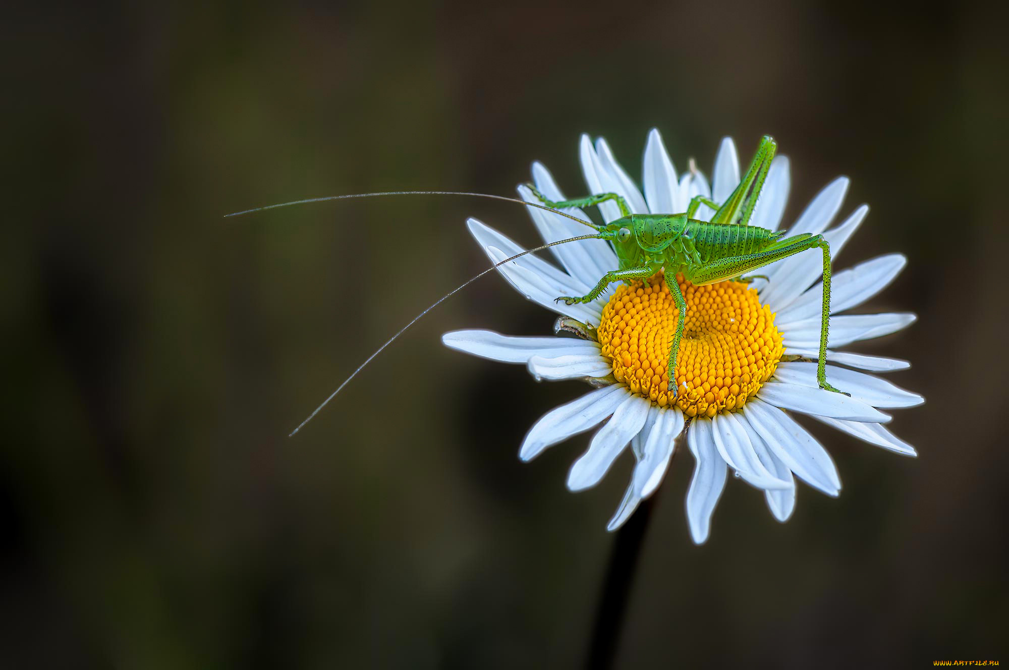 животные, кузнечики, , саранча, кузнечик