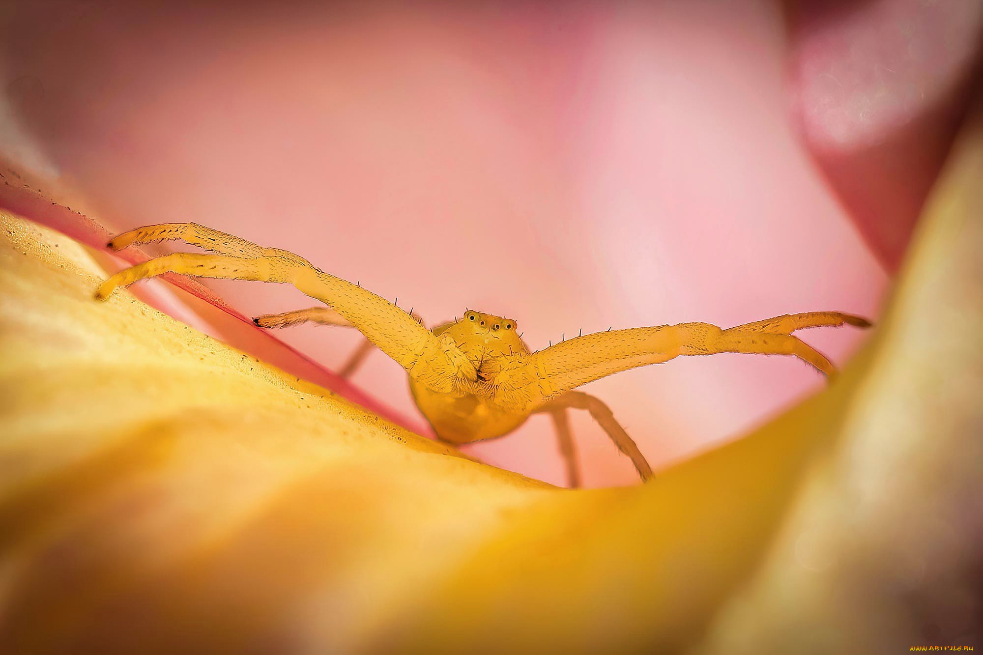 животные, пауки, паук