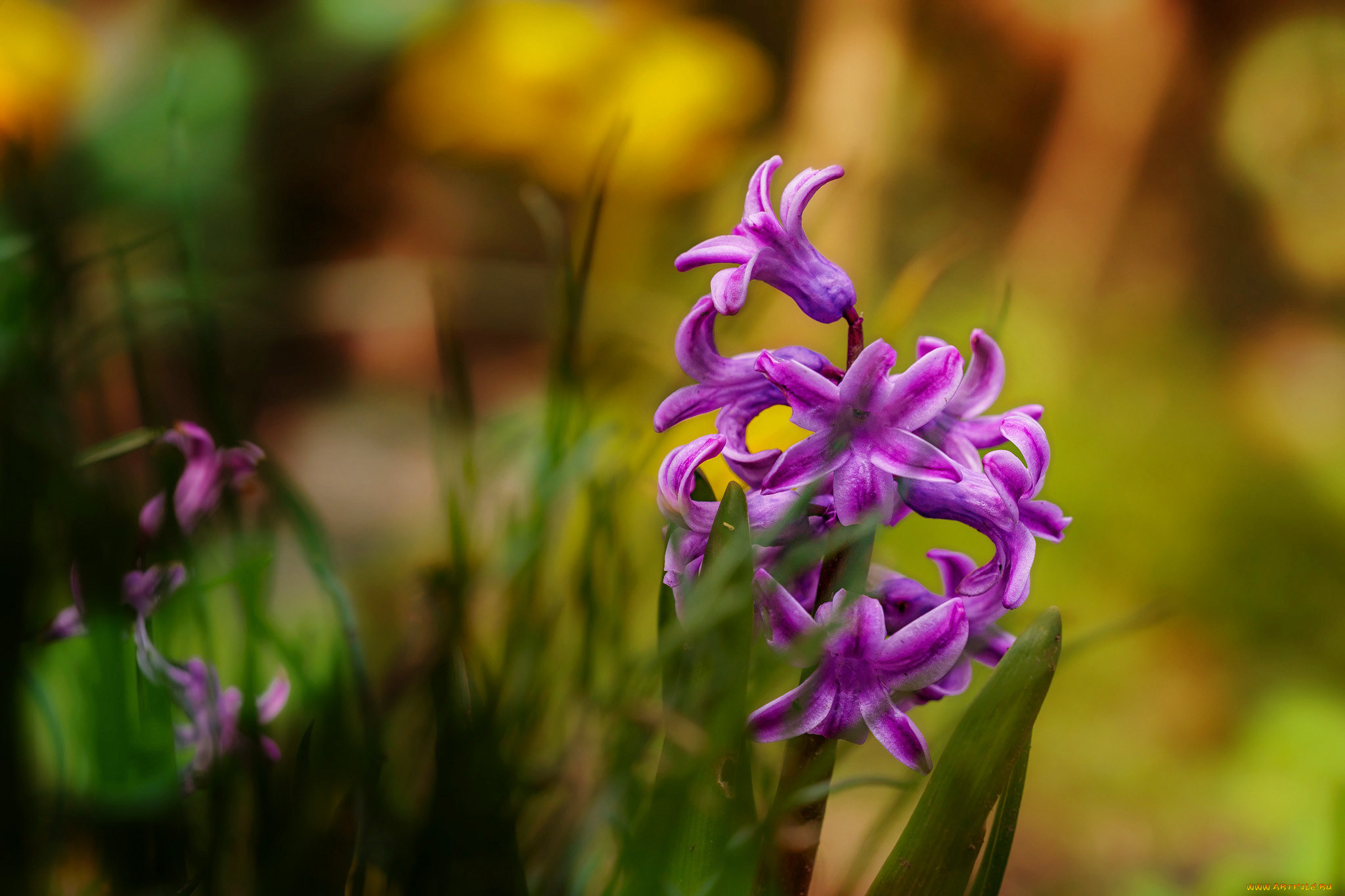 цветы, гиацинты