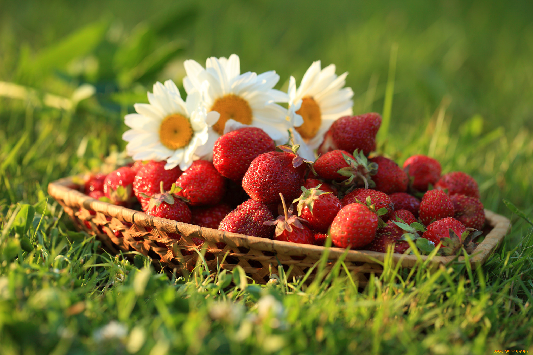 еда, клубника, , земляника, ромашки, ягоды, трава