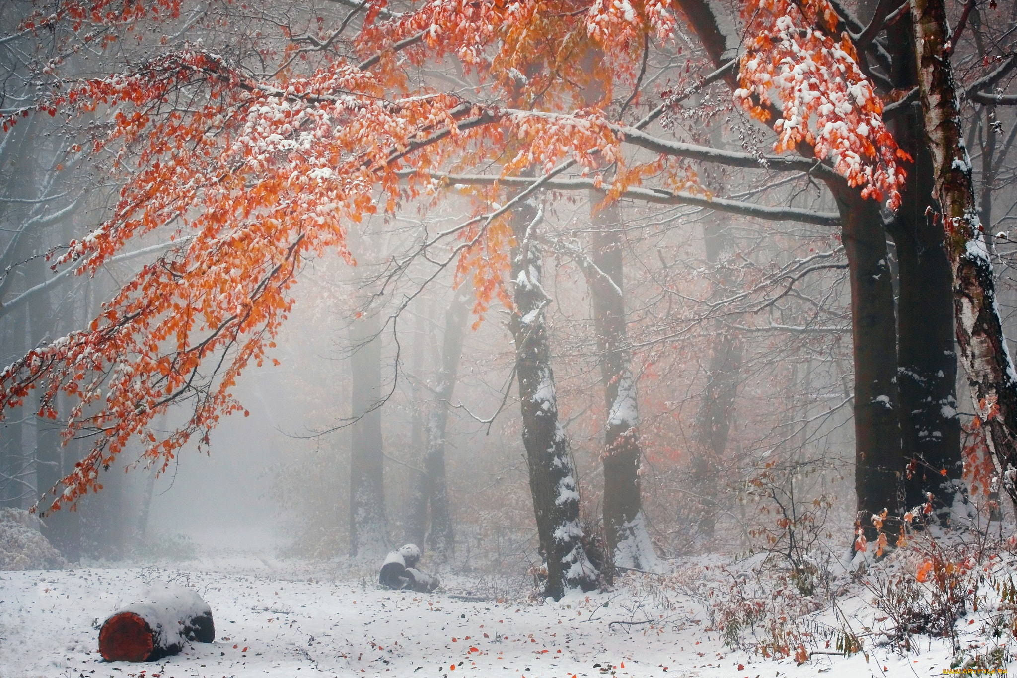 природа, лес, осень